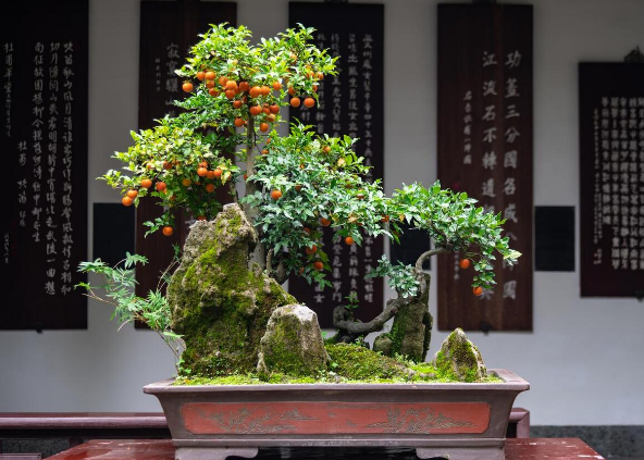 4种庭院"旺宅树",美丽又长寿,寓意吉祥,喜庆又吉利!