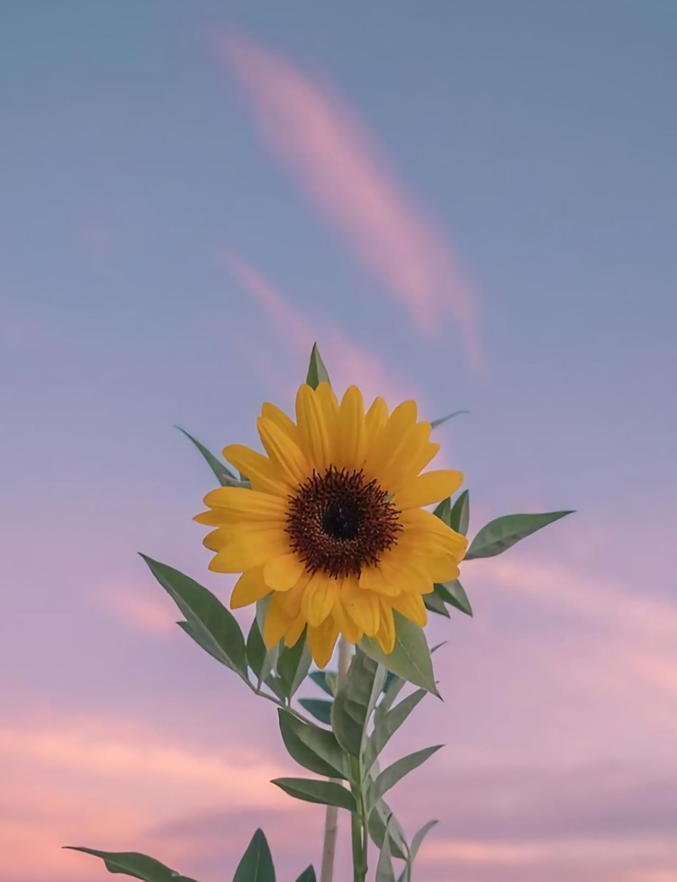 一些花花草草壁纸 #今日早安问候# #迎金秋购尽兴