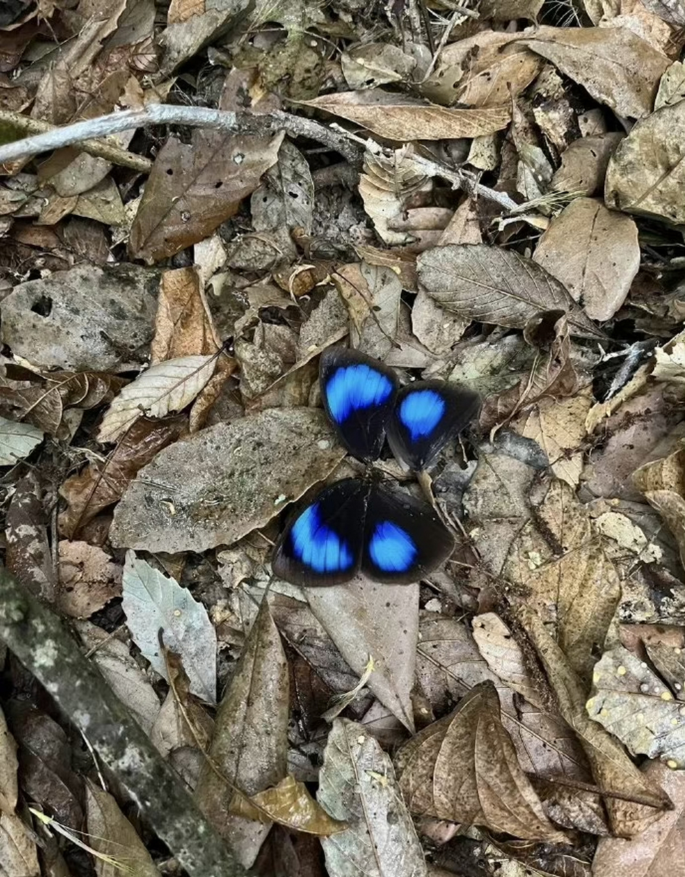 在野外发现一只紫斑环蝶,身体已经被吃掉,只剩美丽的翅膀 67.