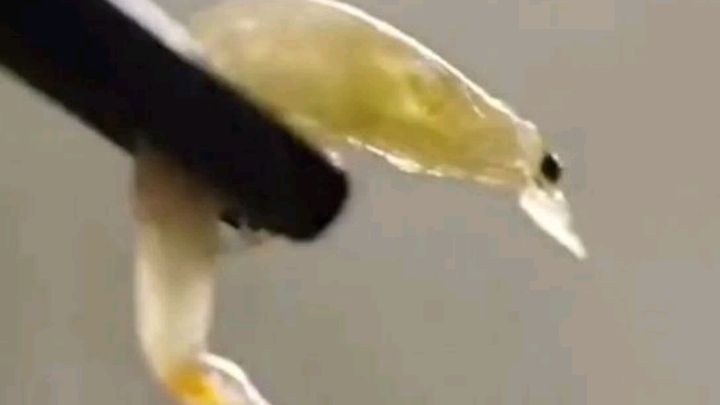 紫菜虾米鸡蛋汤的做法