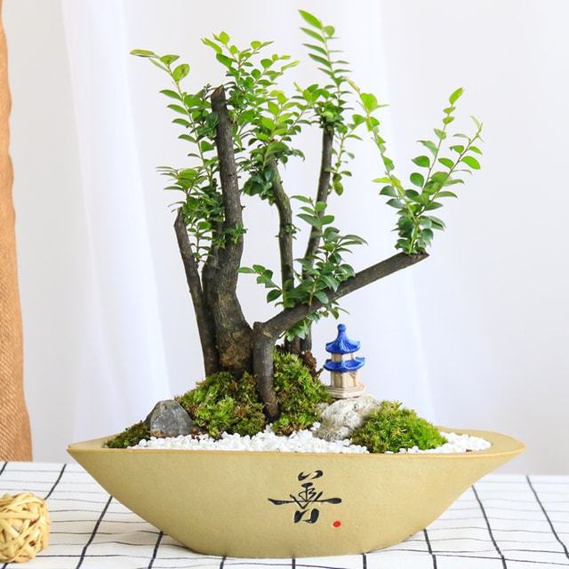 教你轻松养出小叶紫檀盆景,不容错过!