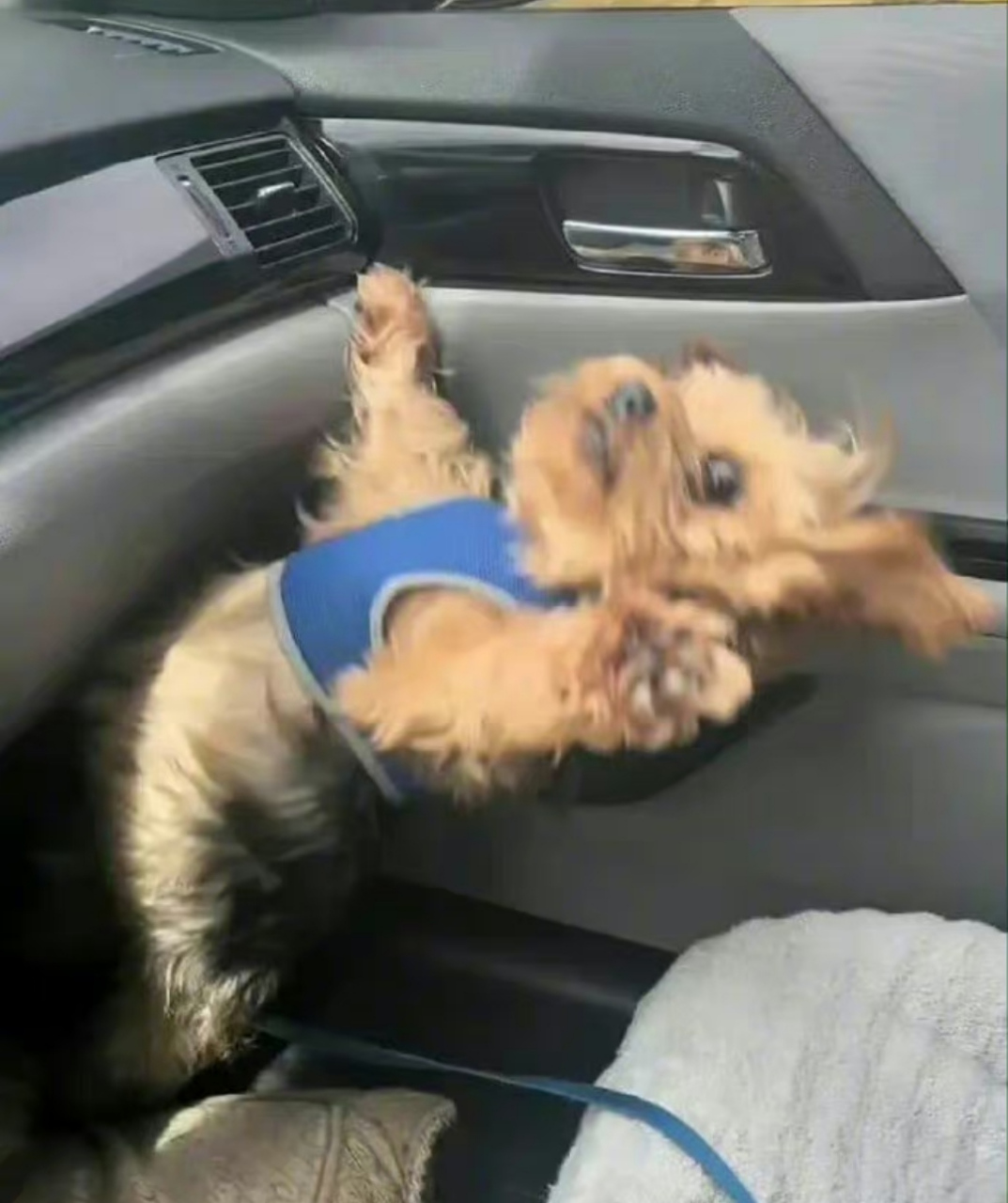 当你有一个开车不太稳的主人[滑稽][滑稽][滑稽]