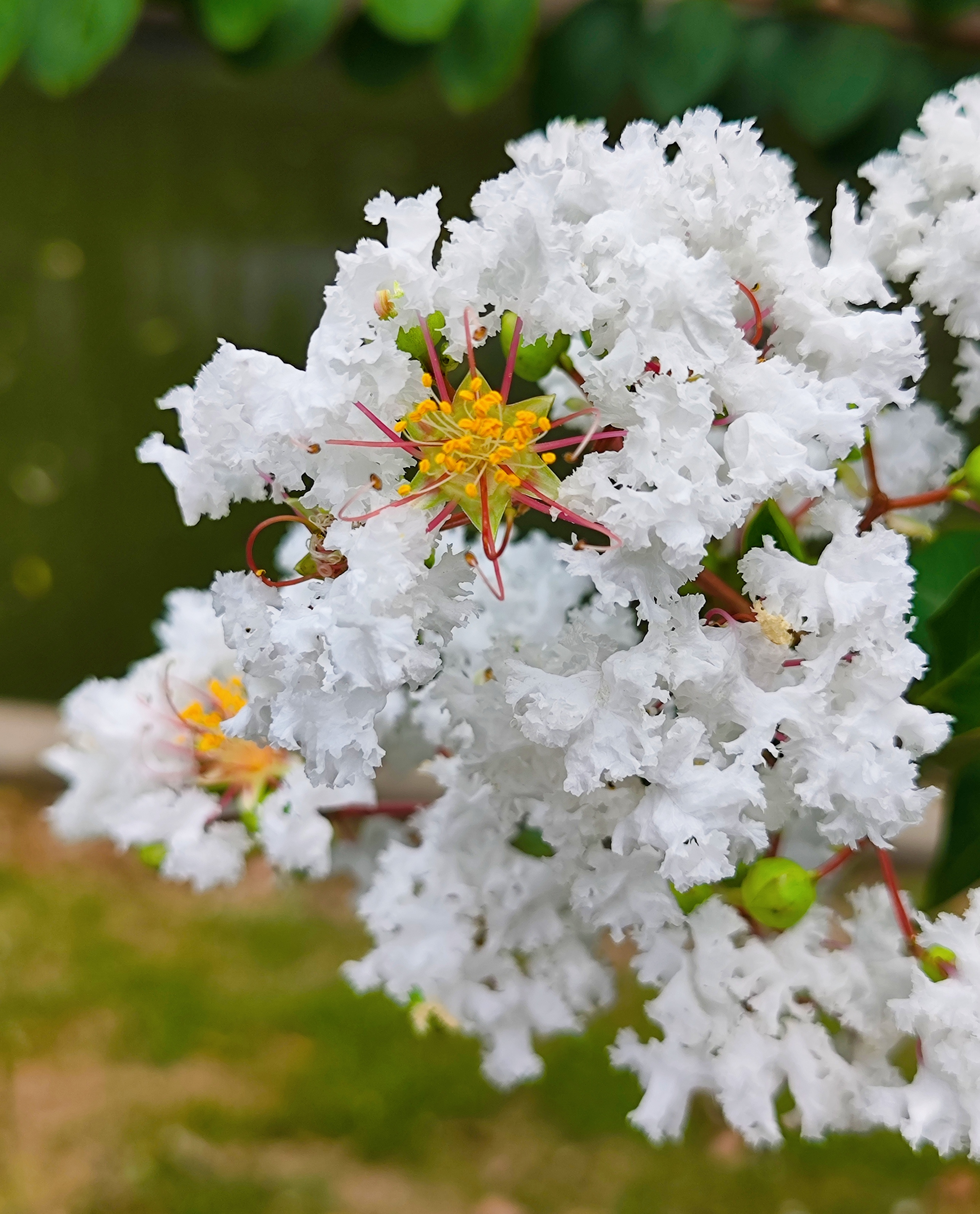 独占芳菲当夏景,不将颜色托春风 白色紫薇花,学名银薇.