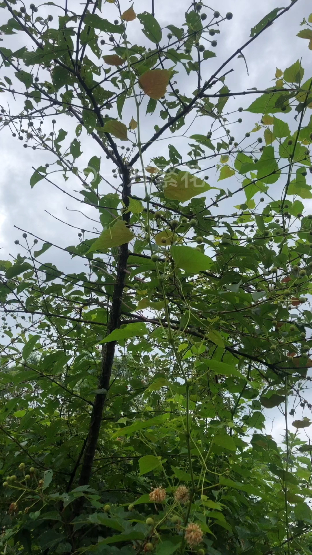 风箱树又叫水杨梅,还是护堤植物