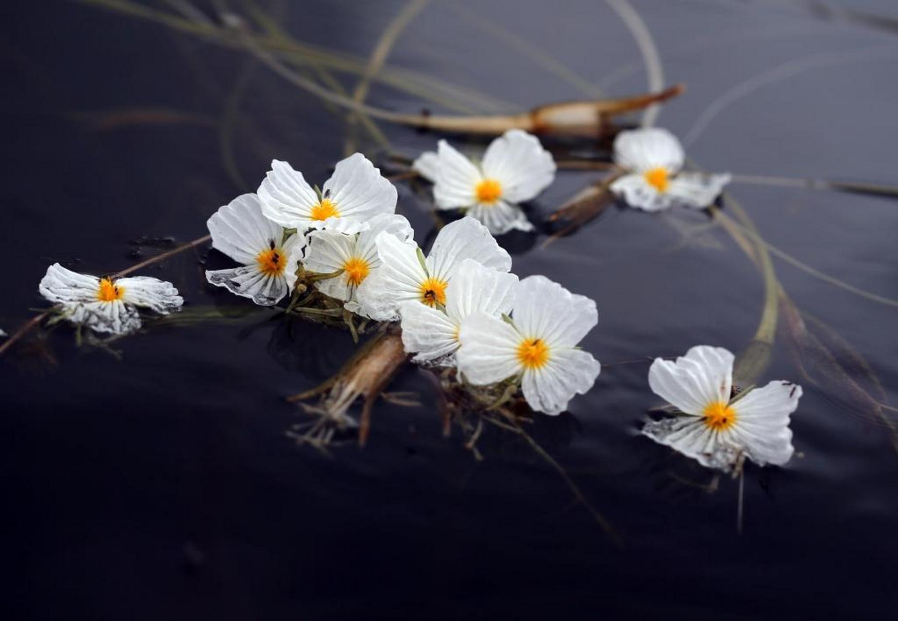 四川泸沽湖,朵朵海菜花盛开,花瓣洁白无瑕,素净淡雅,星星点点地开在