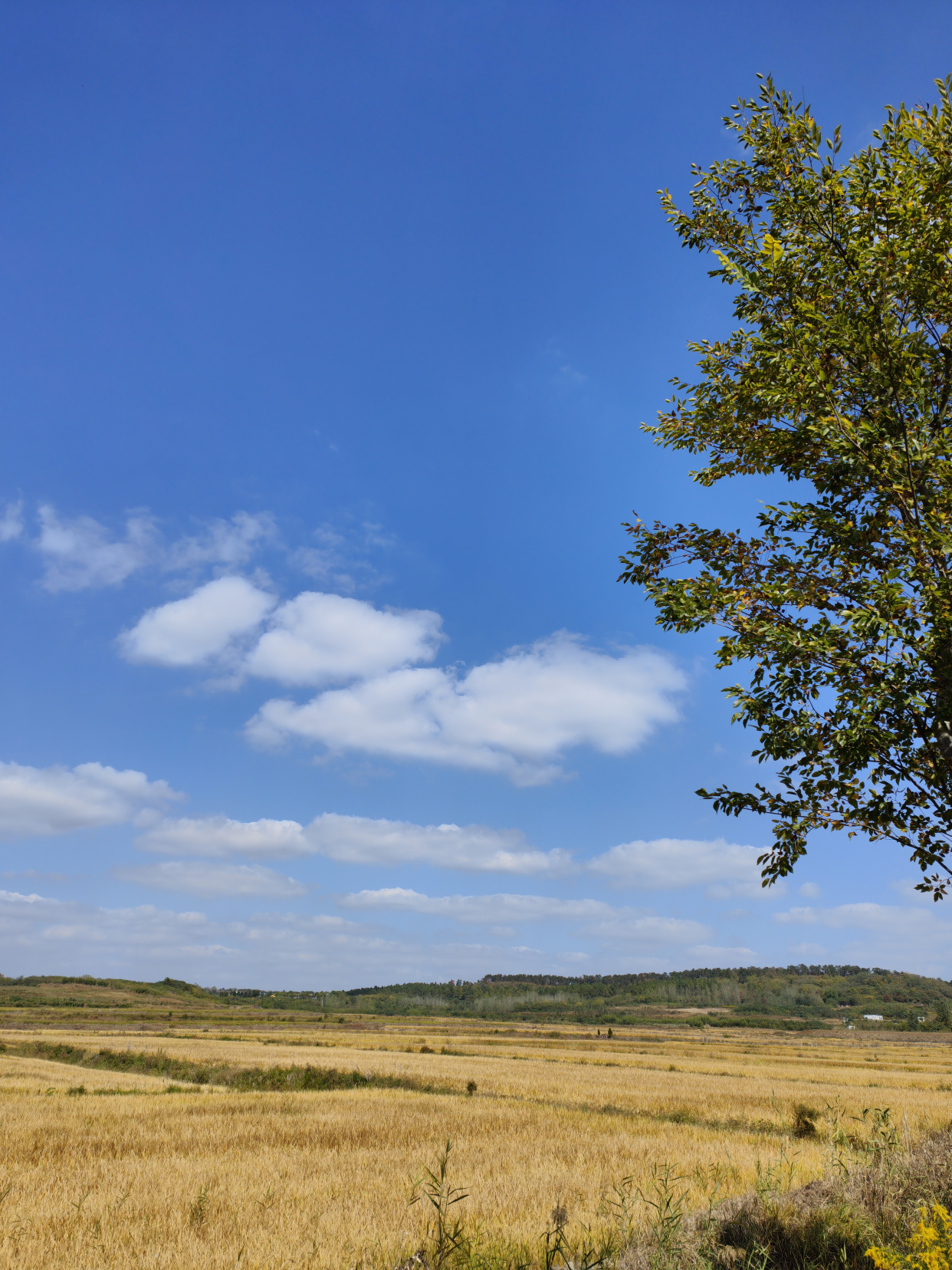 恋山坝上草原—六合区程桥镇