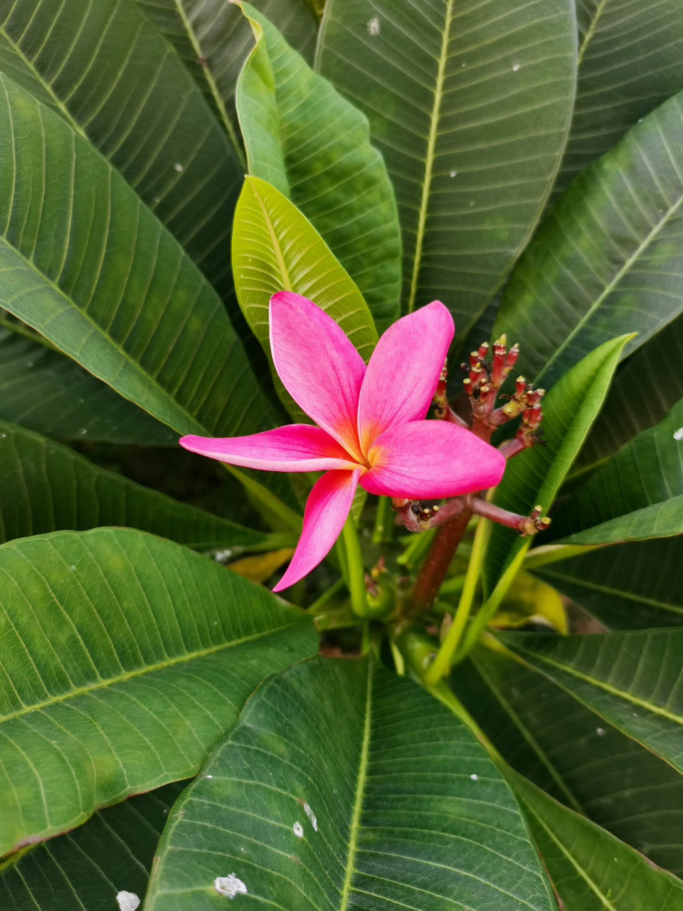 93在中国西双版纳以及东南亚一些国家,鸡蛋花被佛教寺院定为"五树