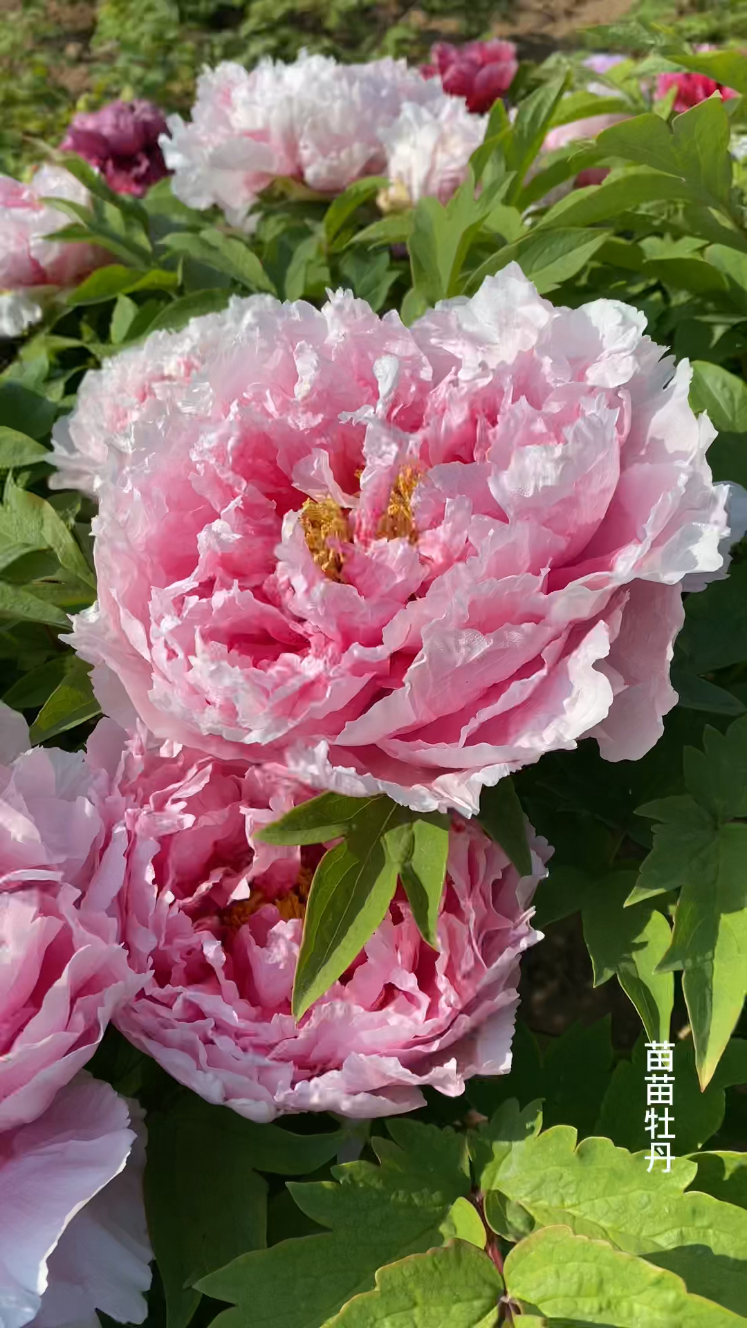 牡丹品种:花兢,牡丹种植基地-度小视