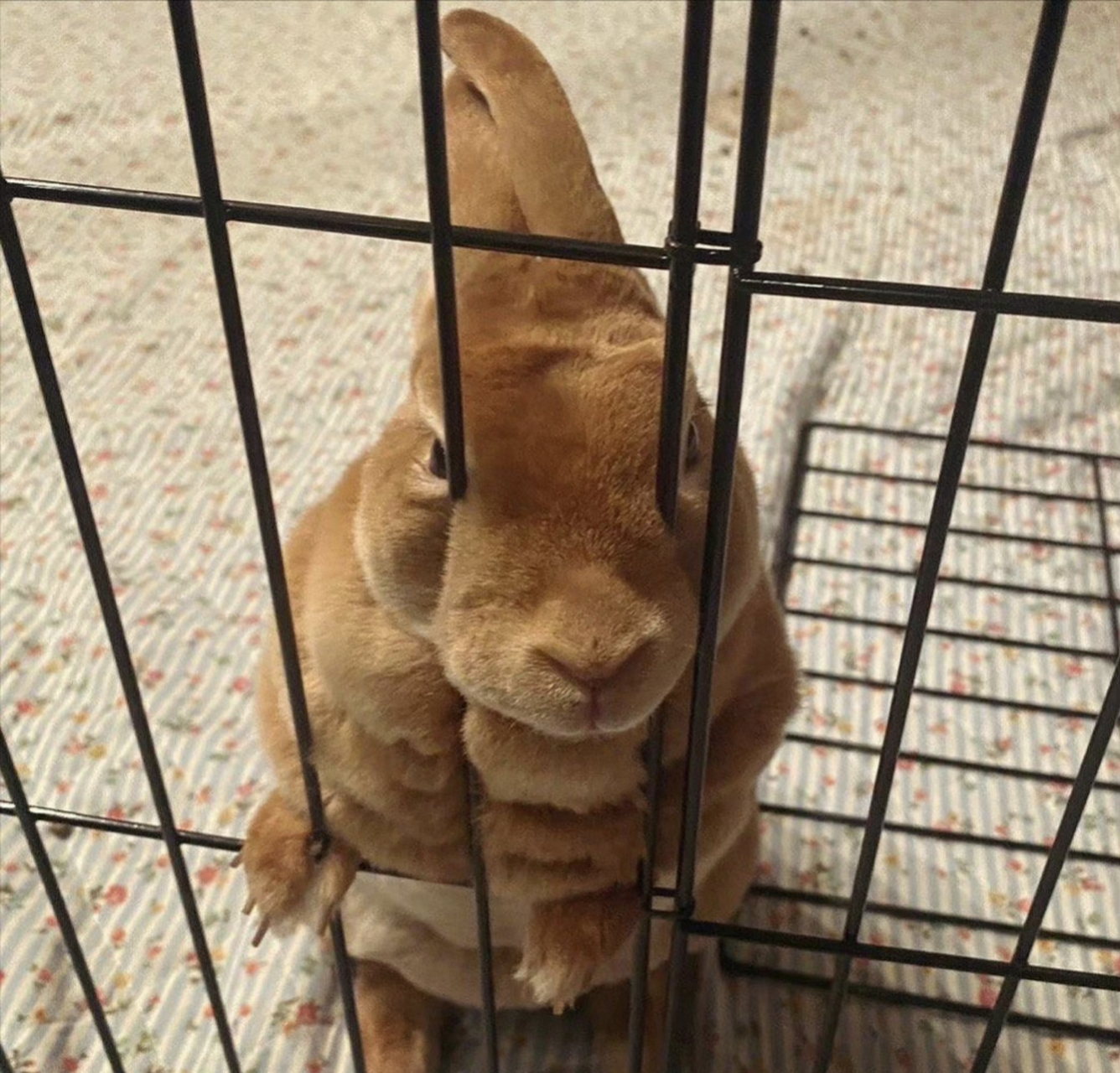 肌肉兔兔,一拳能打飞我八百米的感觉.