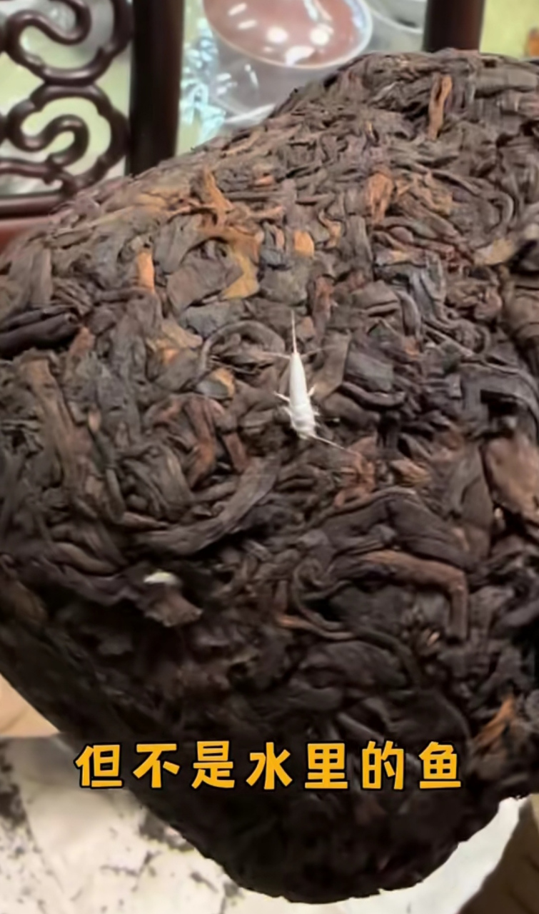 普洱茶里的蠹鱼,各位见过吗?