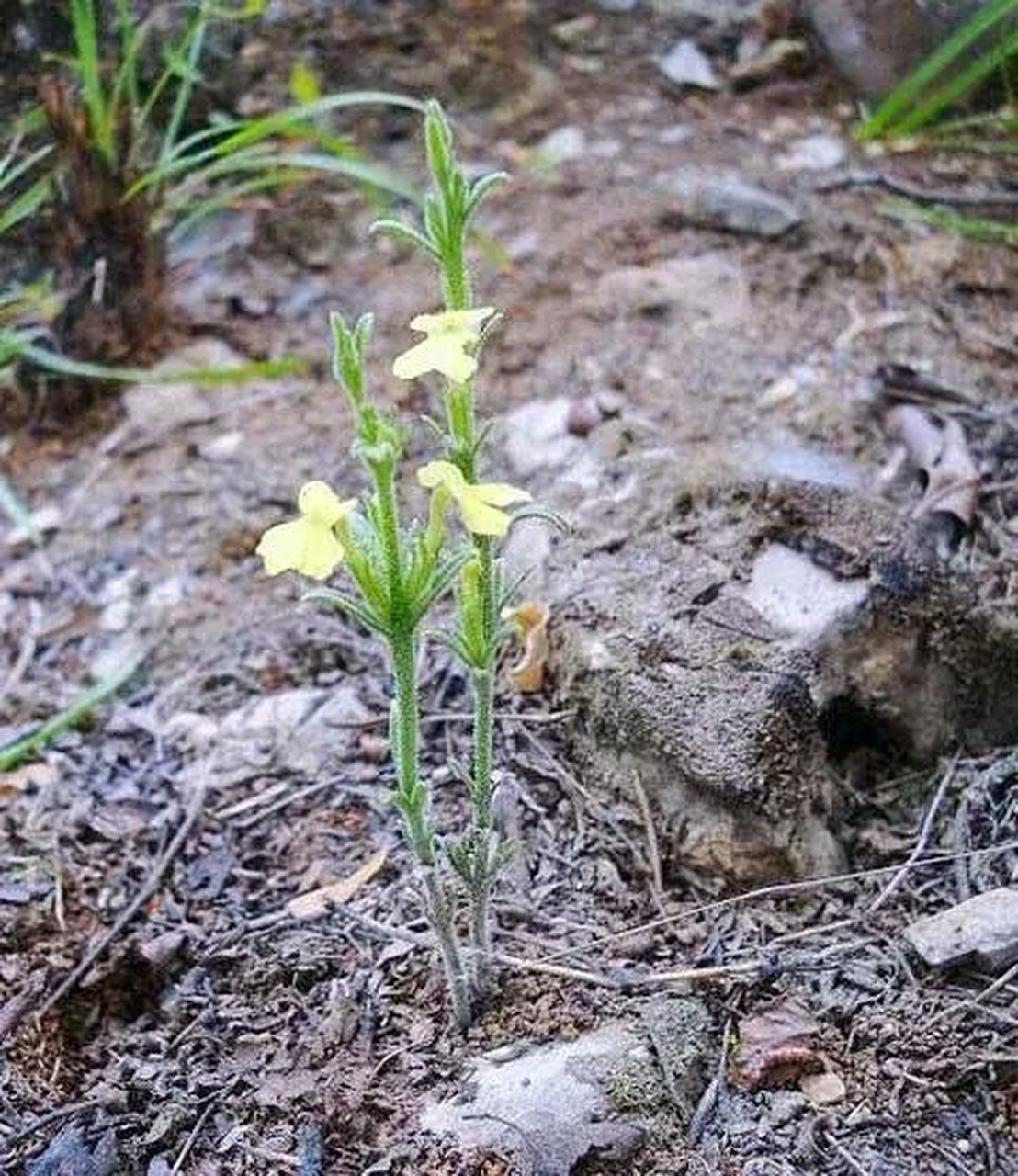 看图猜植物,您知道这叫什么吗?独角金,一种中草药.