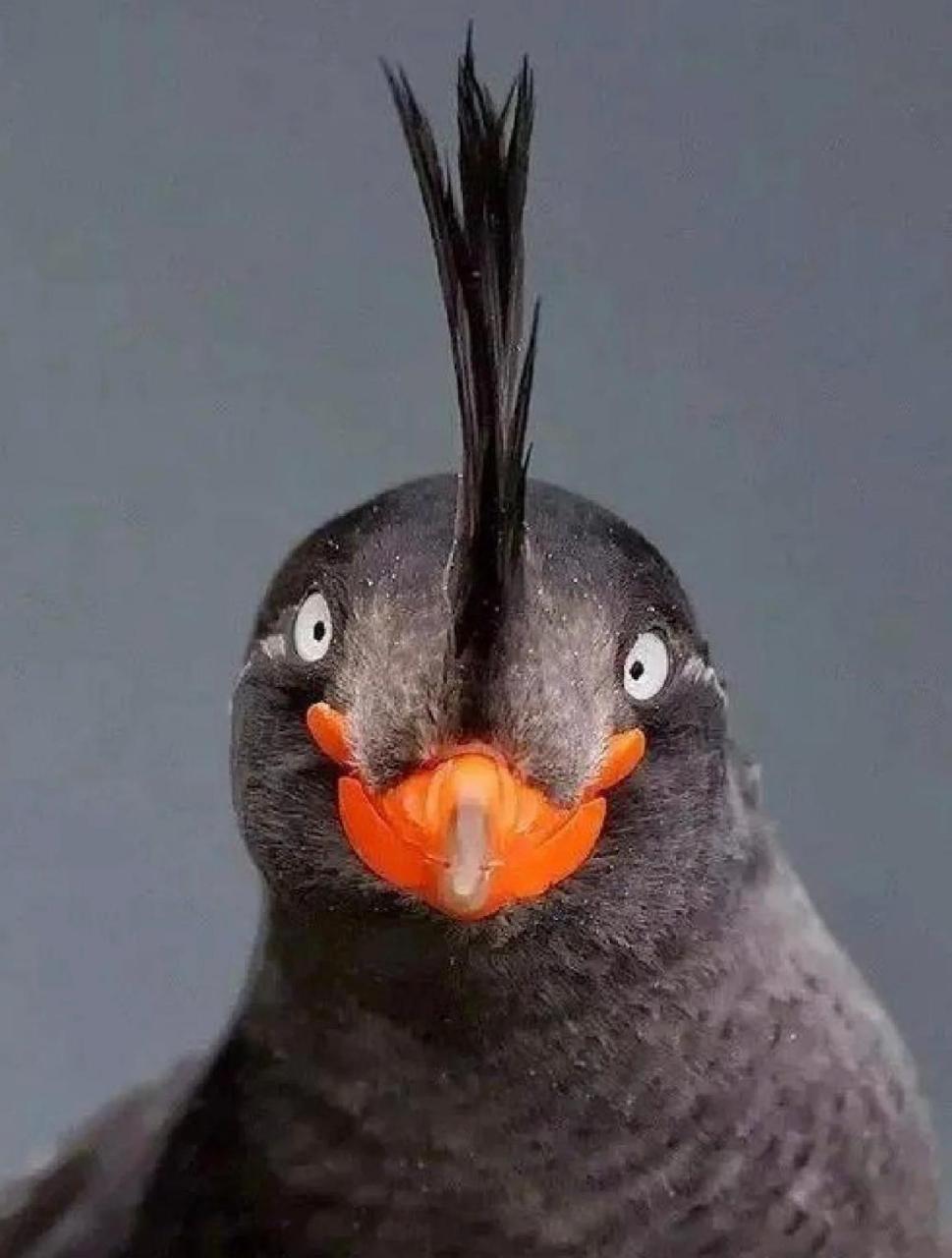 这是沙雕鸟,你见过吗?