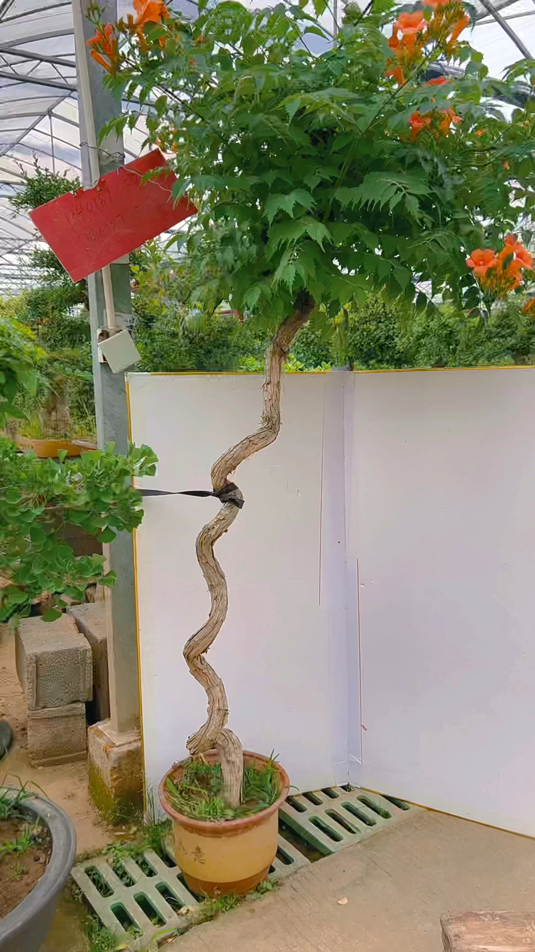 凌霄花庭院种植非常的漂亮花期时间很长特别的耐寒适合东北方养喜欢的