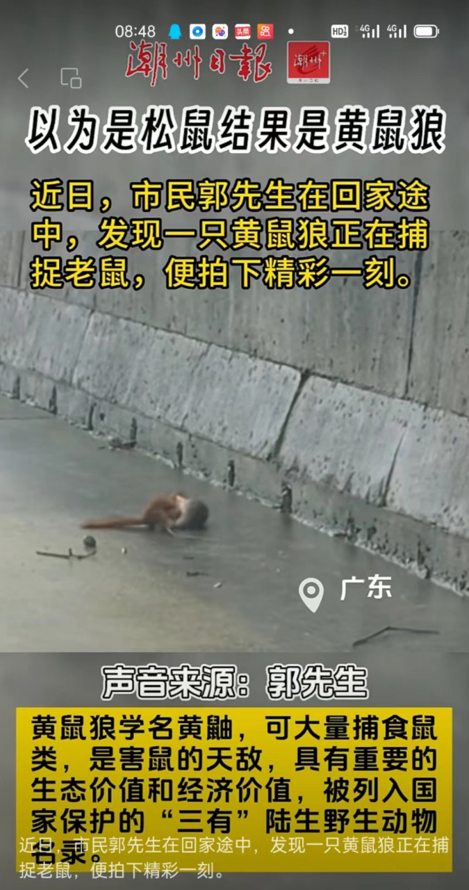 黄鼠狼抓老鼠比猫厉害图片