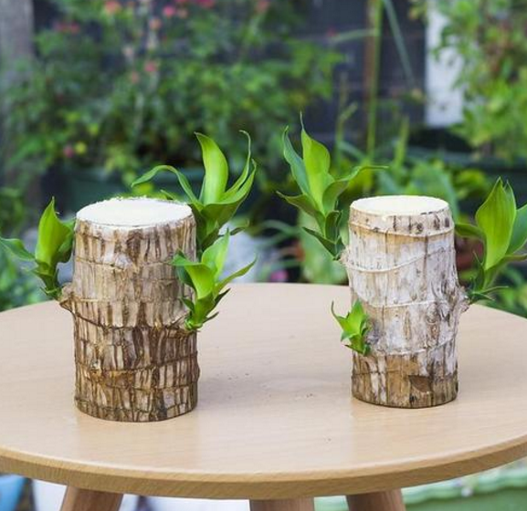 巴西铁与巴西木的区别