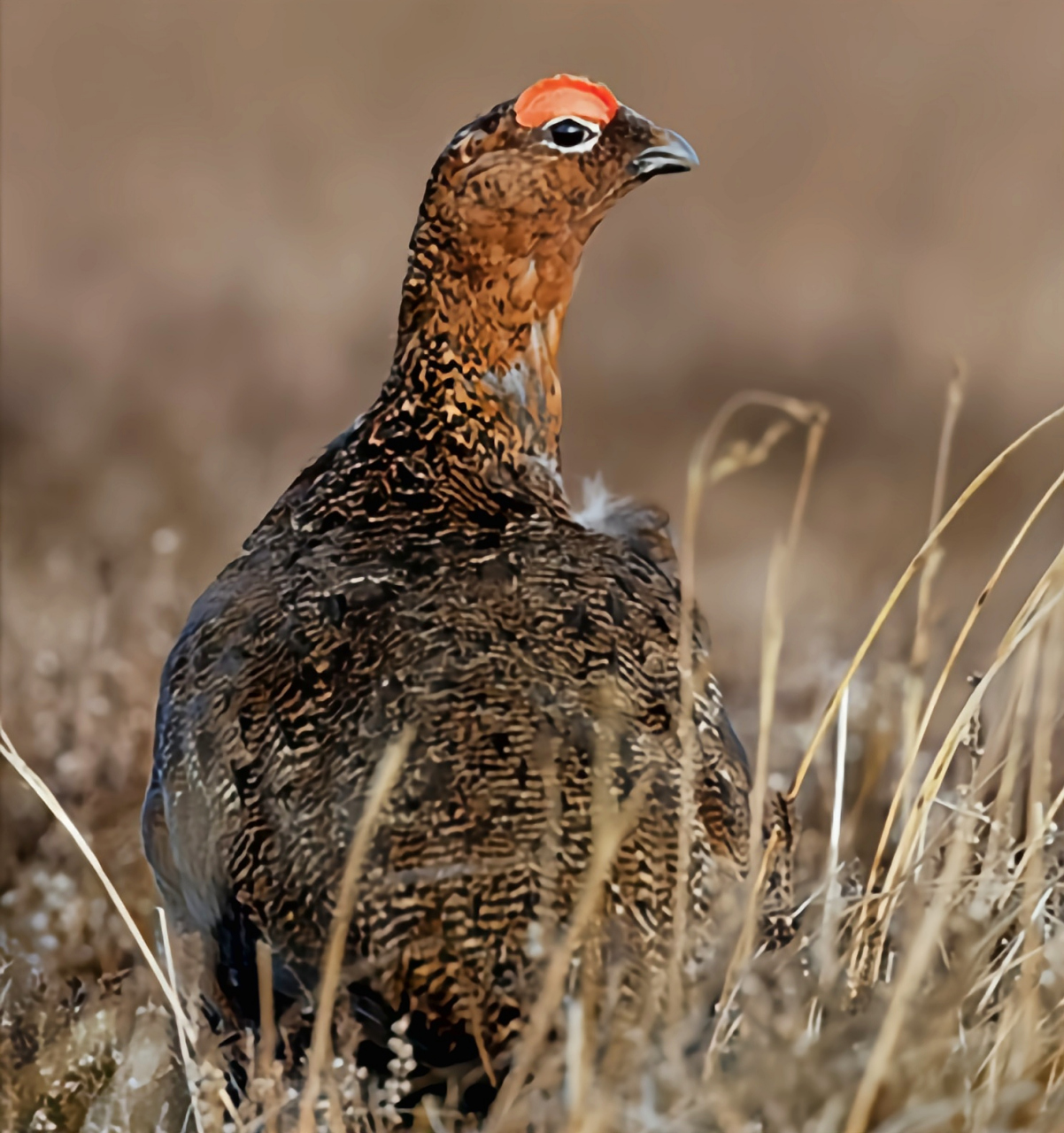 哪些有点"刑"的鸟类——柳雷鸟 柳雷鸟是我国二级保护动物,在我国境内