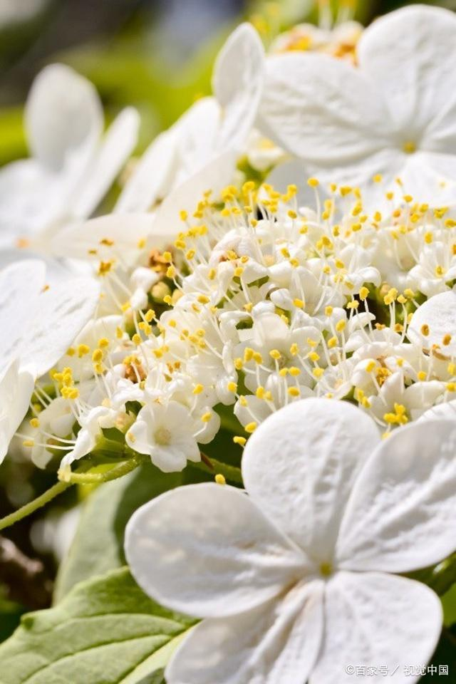 昆山三宝(1)琼花