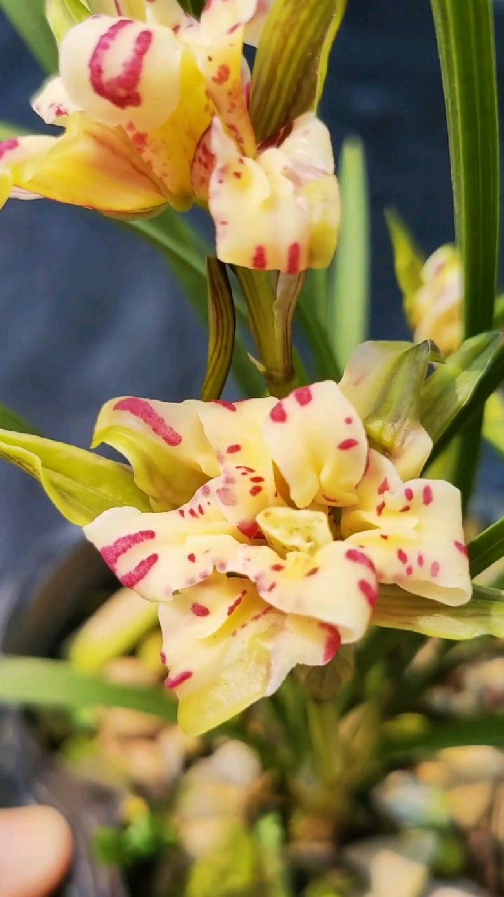 开好的春兰天彭牡丹太漂亮了苗子再壮一点花会更大