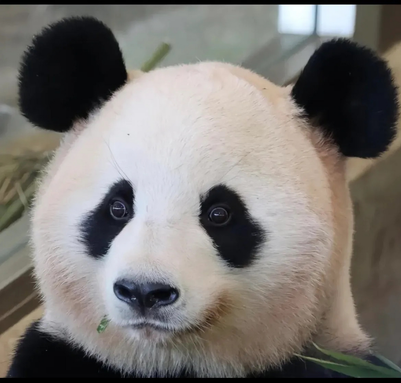 潘文石教授说:真正的熊猫,应该生活在原本的栖息地里,在那里经风雨,见