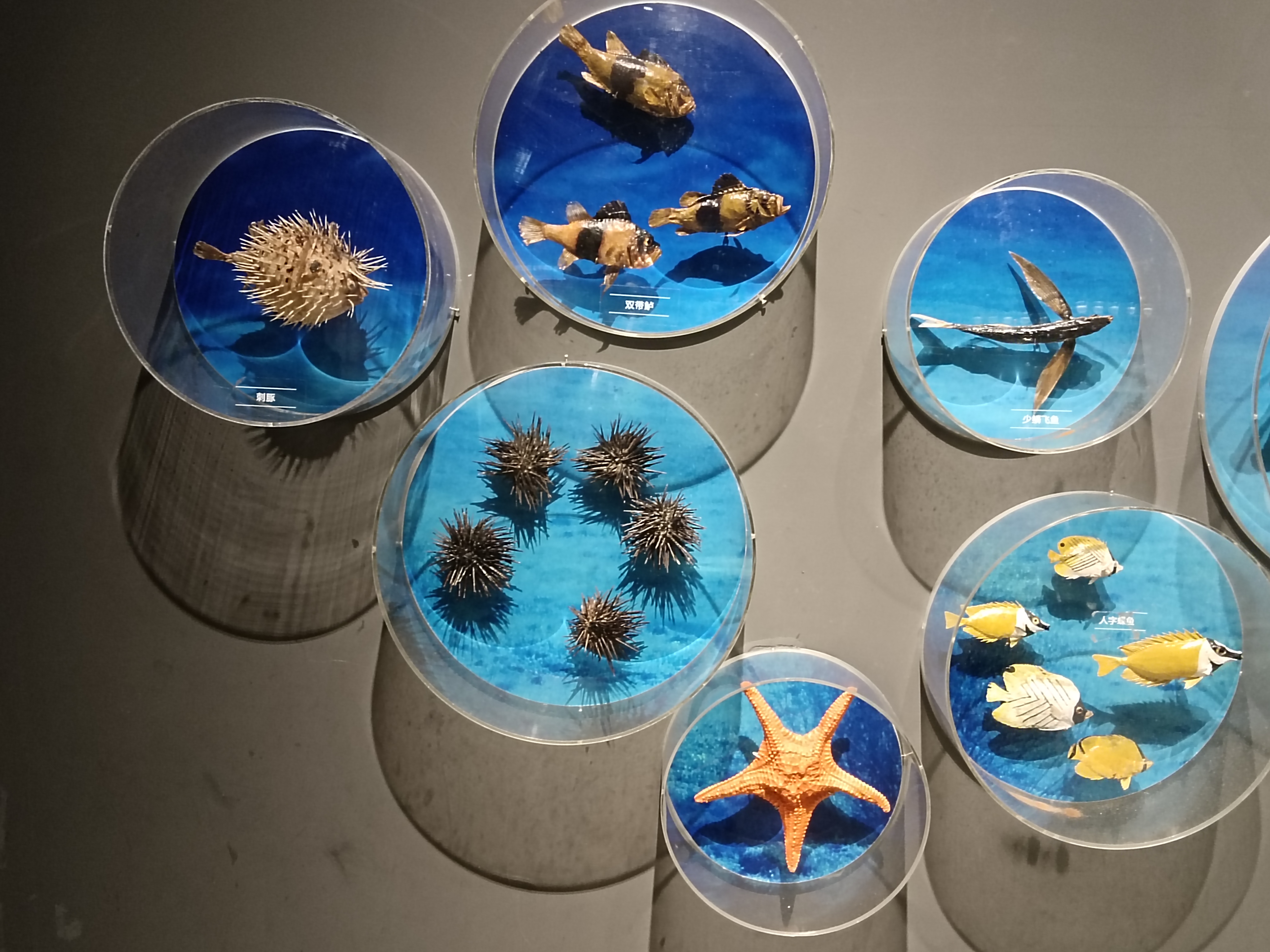 海南省博物馆海捞瓷文物展