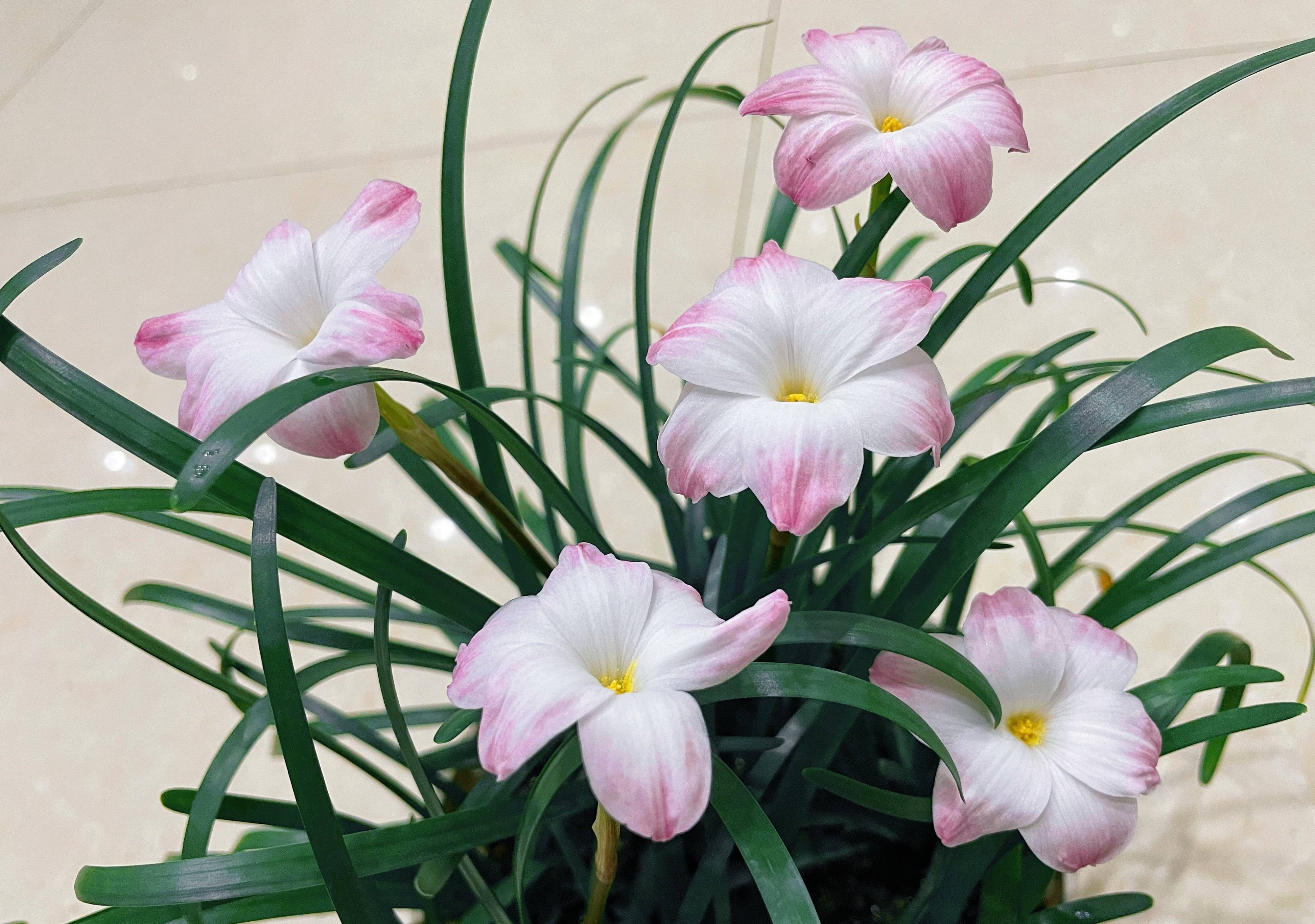 养风雨兰"胖丽丽",用一方法,能群开很惊艳,漂亮清新很耐看