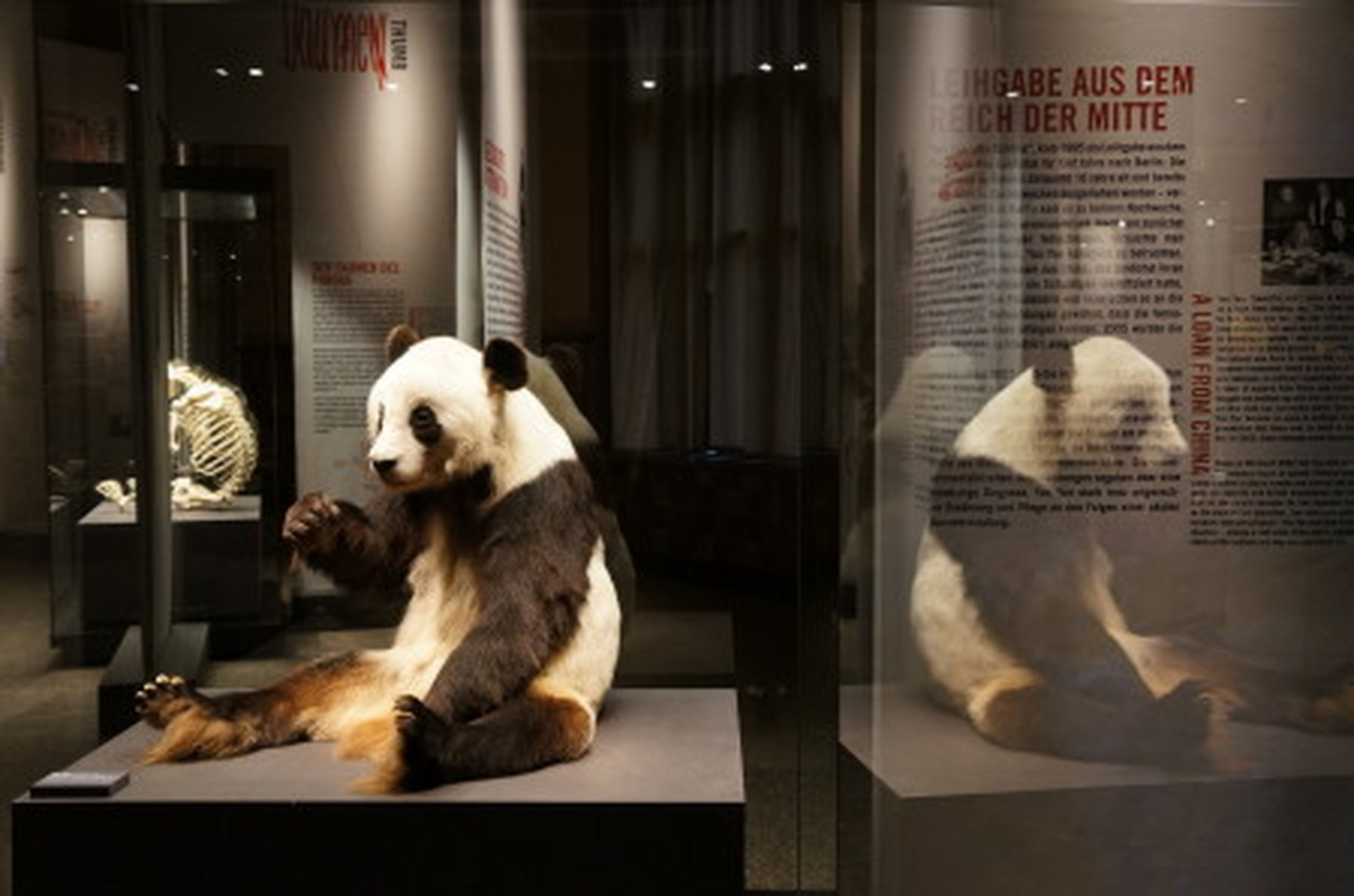 这是大熊猫嫣嫣的标本,存放在德国柏林自然博物馆,嫣嫣死后中方曾多次