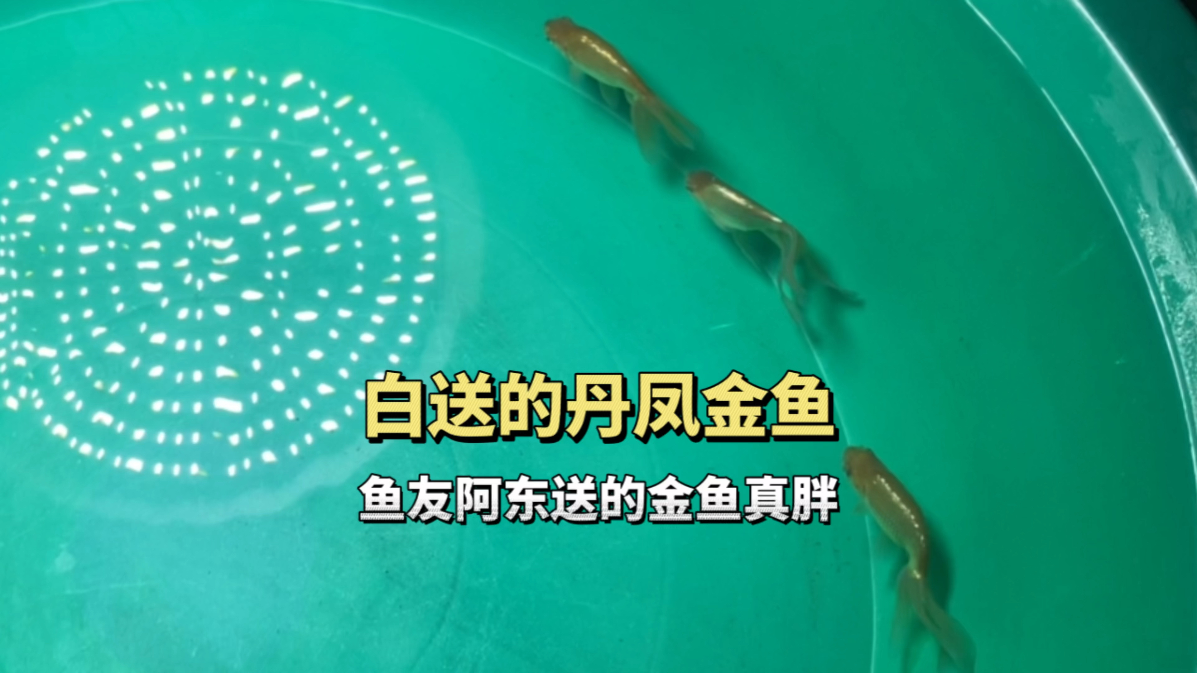 鱼友送的丹凤金鱼,胖乎乎的丹凤金鱼你见过吗?