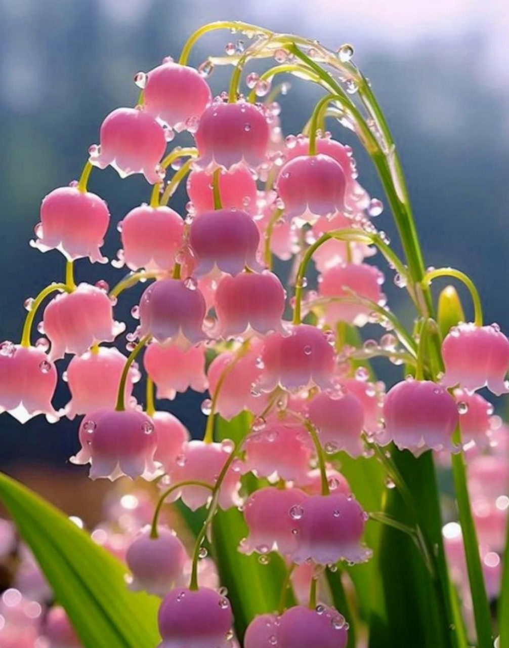 全民ai创作节# 晶莹剔透铃兰花背景图,感恩宇宙万物滋养众生 晶莹