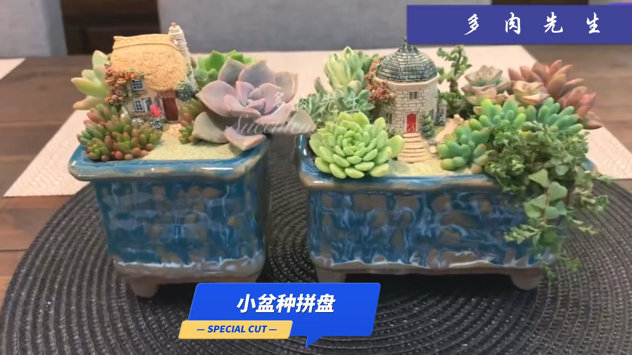 小花盆,也能种多肉植物组合,好看还不占空间