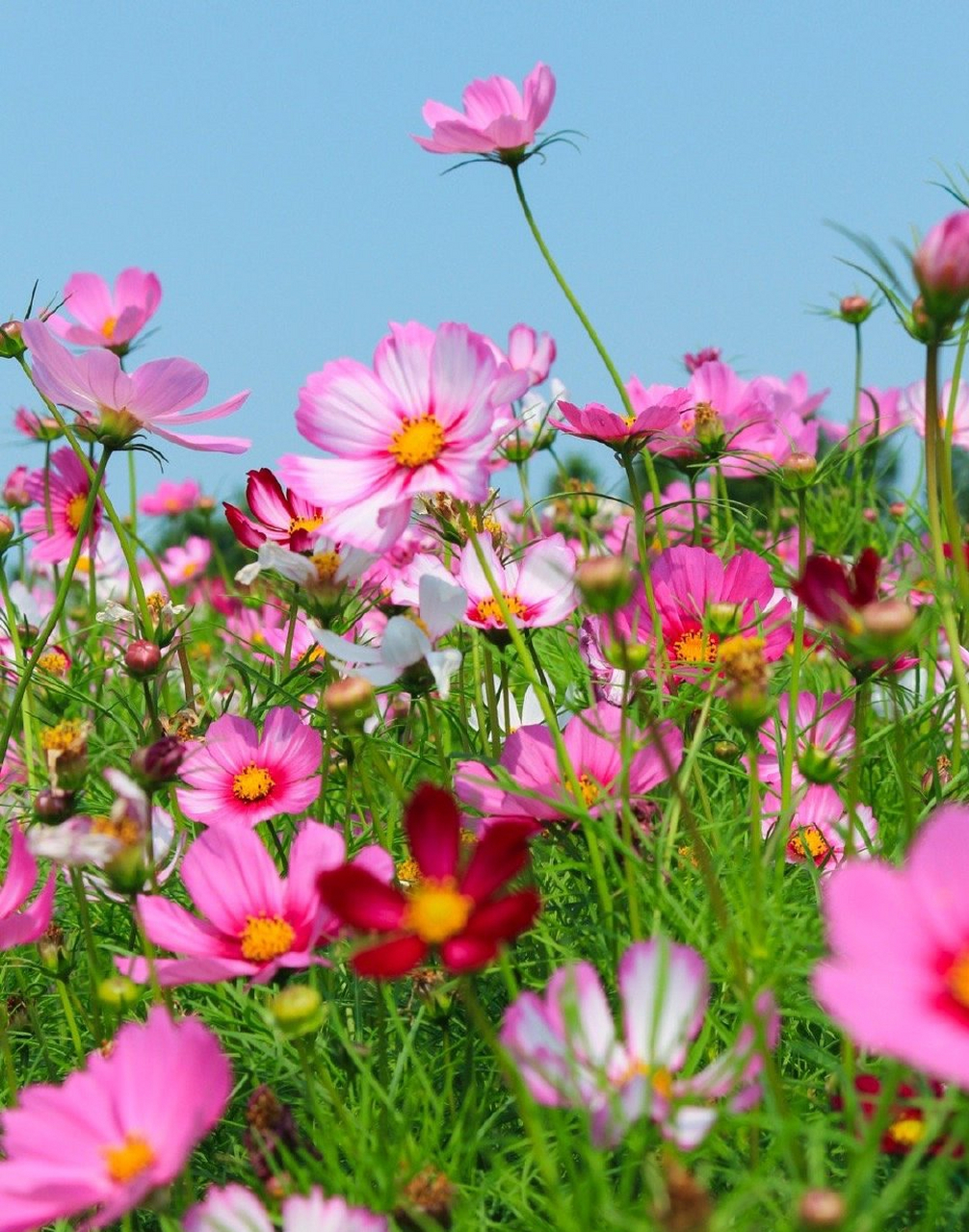 夏天的花,开得比春天更热烈! 676767