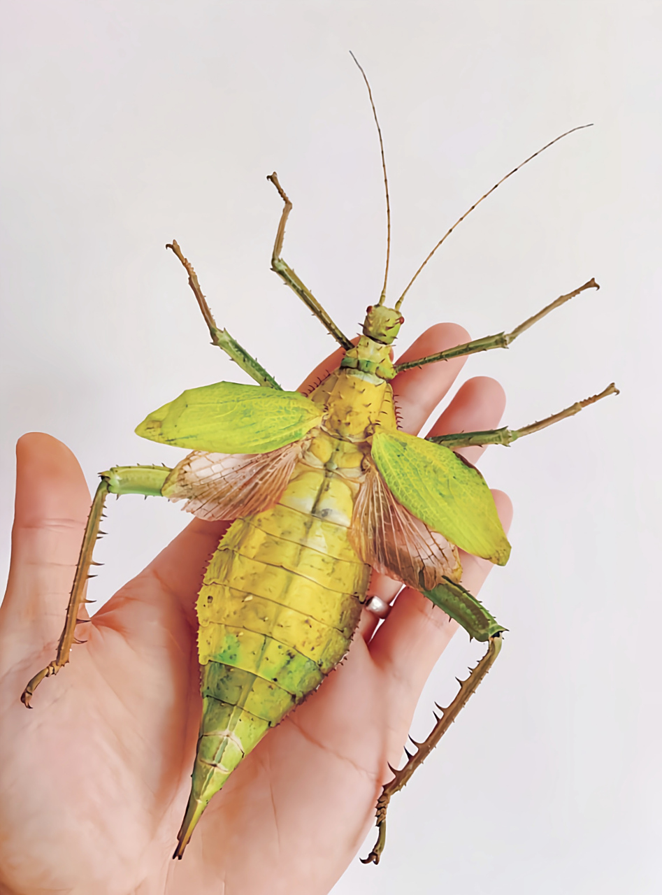 每天认识一种昆虫——扁竹节虫 扁竹节虫别名巨扁竹节虫,原产于亚洲