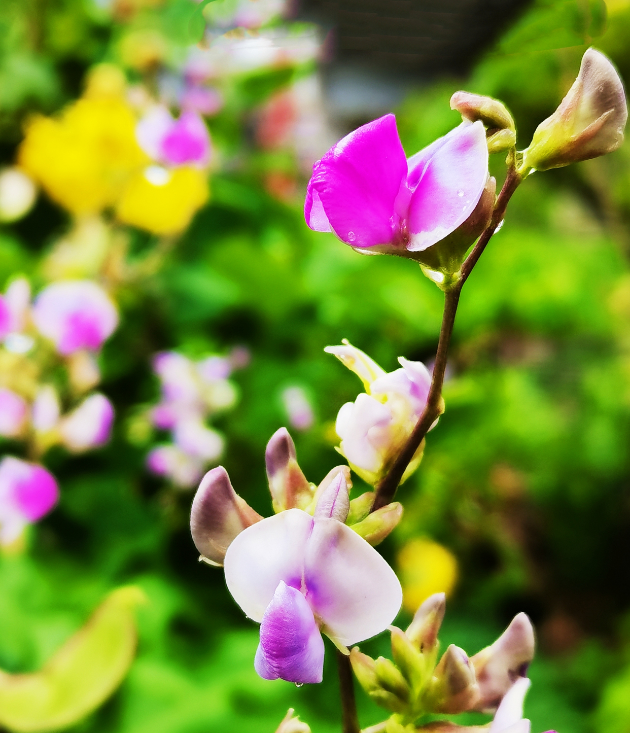 感受植物之美:满架秋风扁豆花