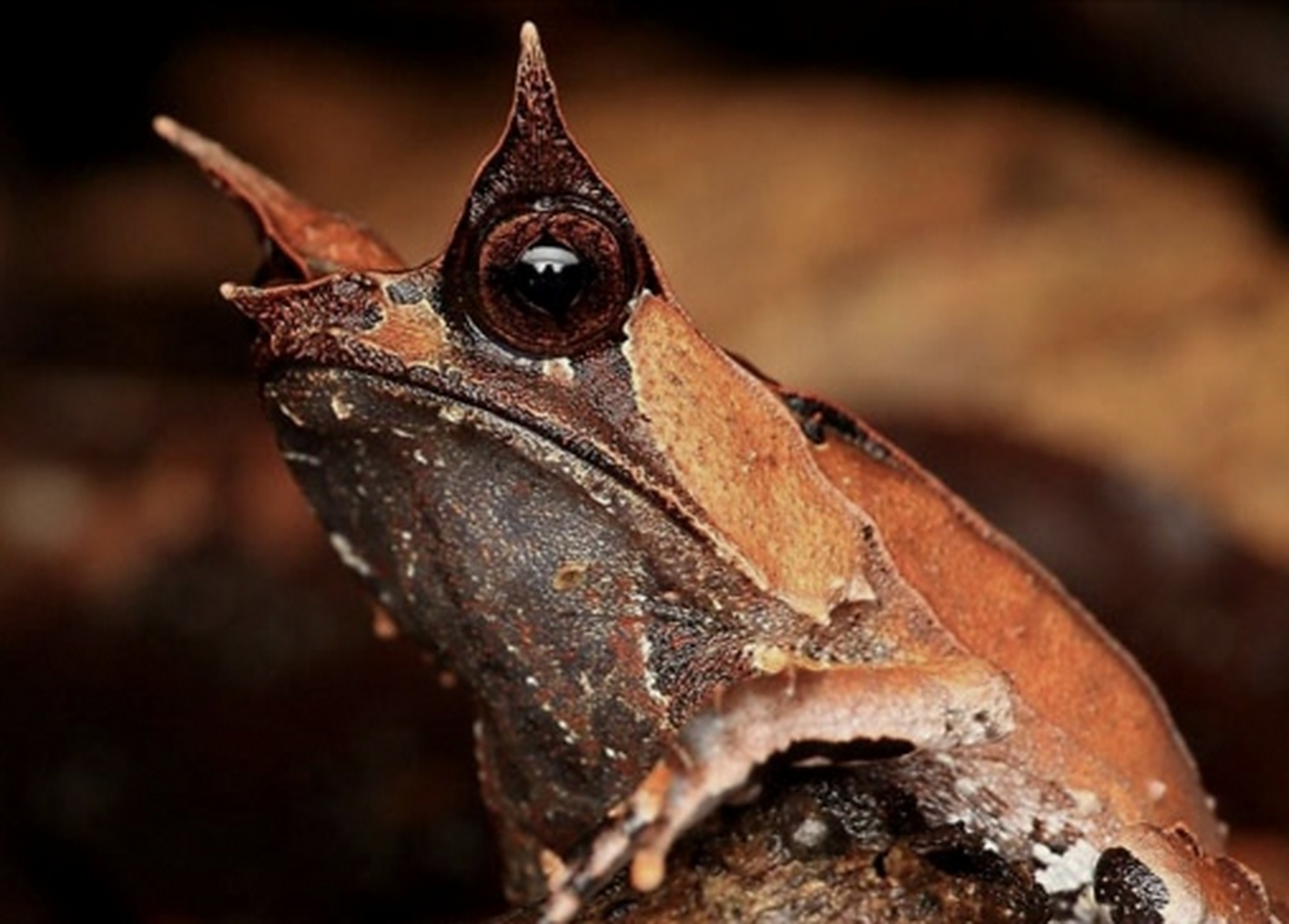 每天认识一种动物——三角枯叶蛙 三角枯叶蛙别名尖吻山角蟾,是角蟾科