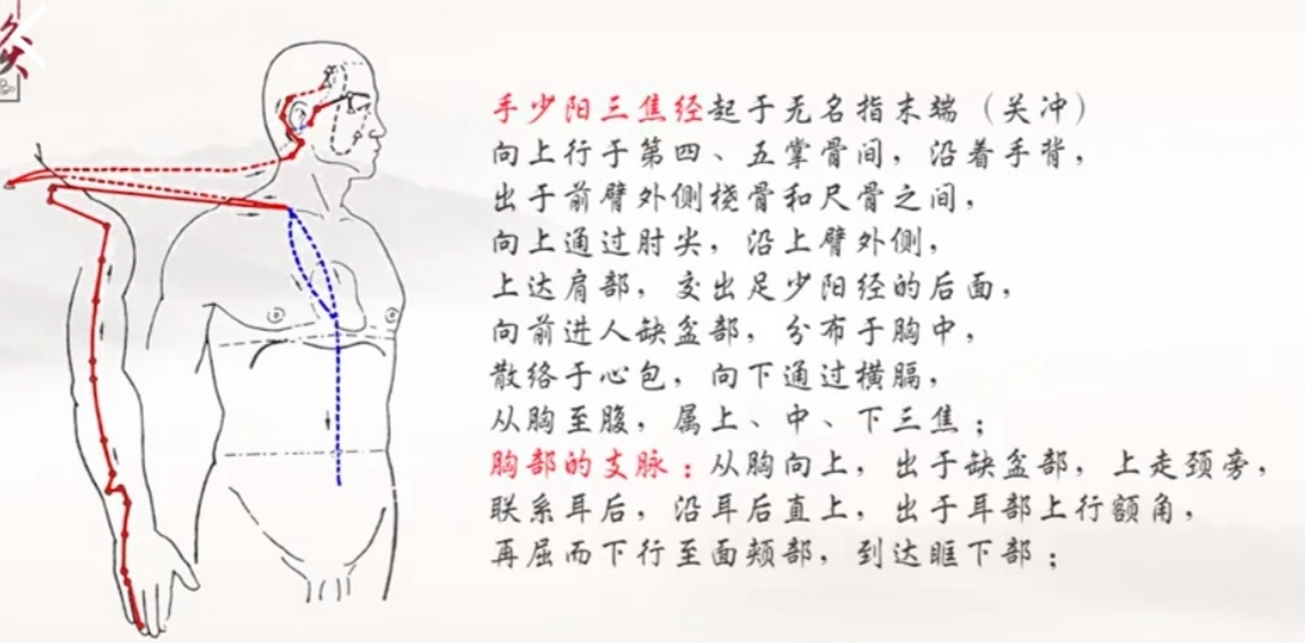 中医十二经脉10一一手少阳三焦经,循行特点规律,穴位,主治