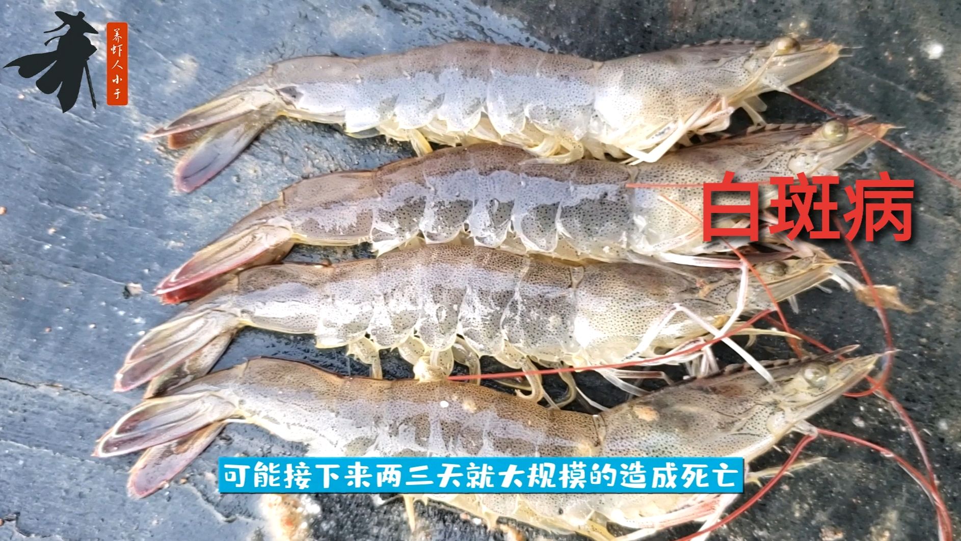 南美白对虾“白斑病”发病有哪些特征?如何预防白斑病?