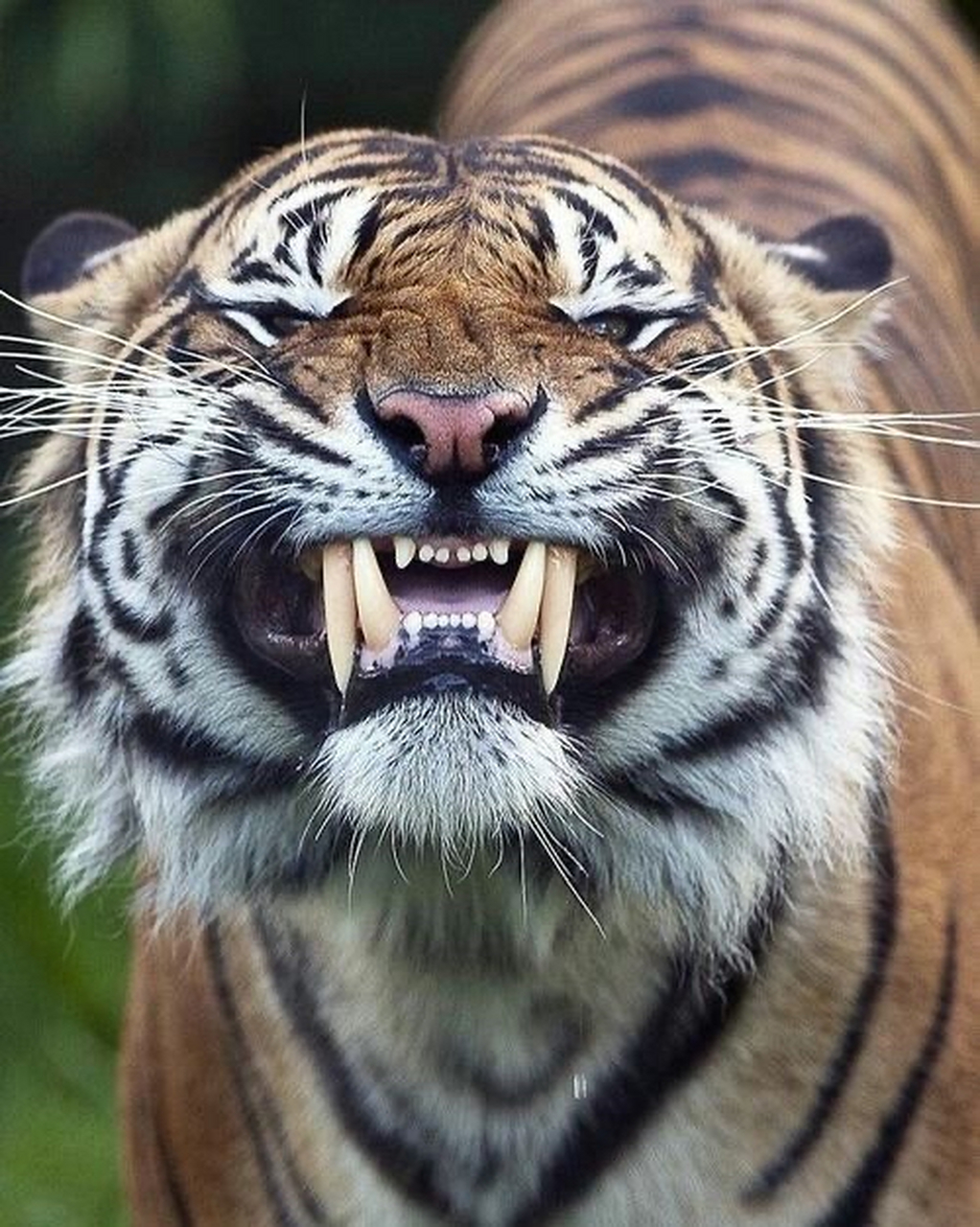 老虎的犬齿长度是现存各种猫科动物中最长的,可以达到惊人的5.