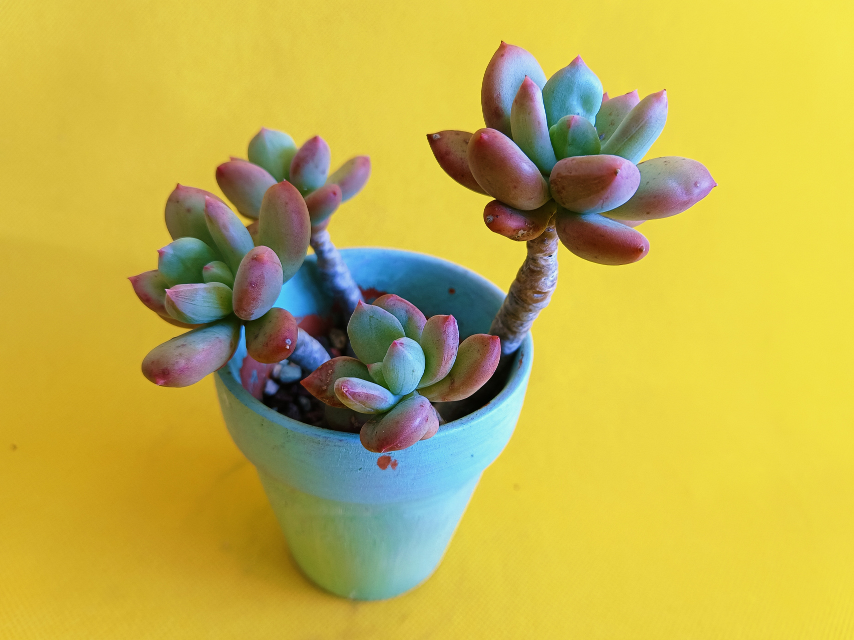 青星美人肉嘟嘟和名字一样像个美人