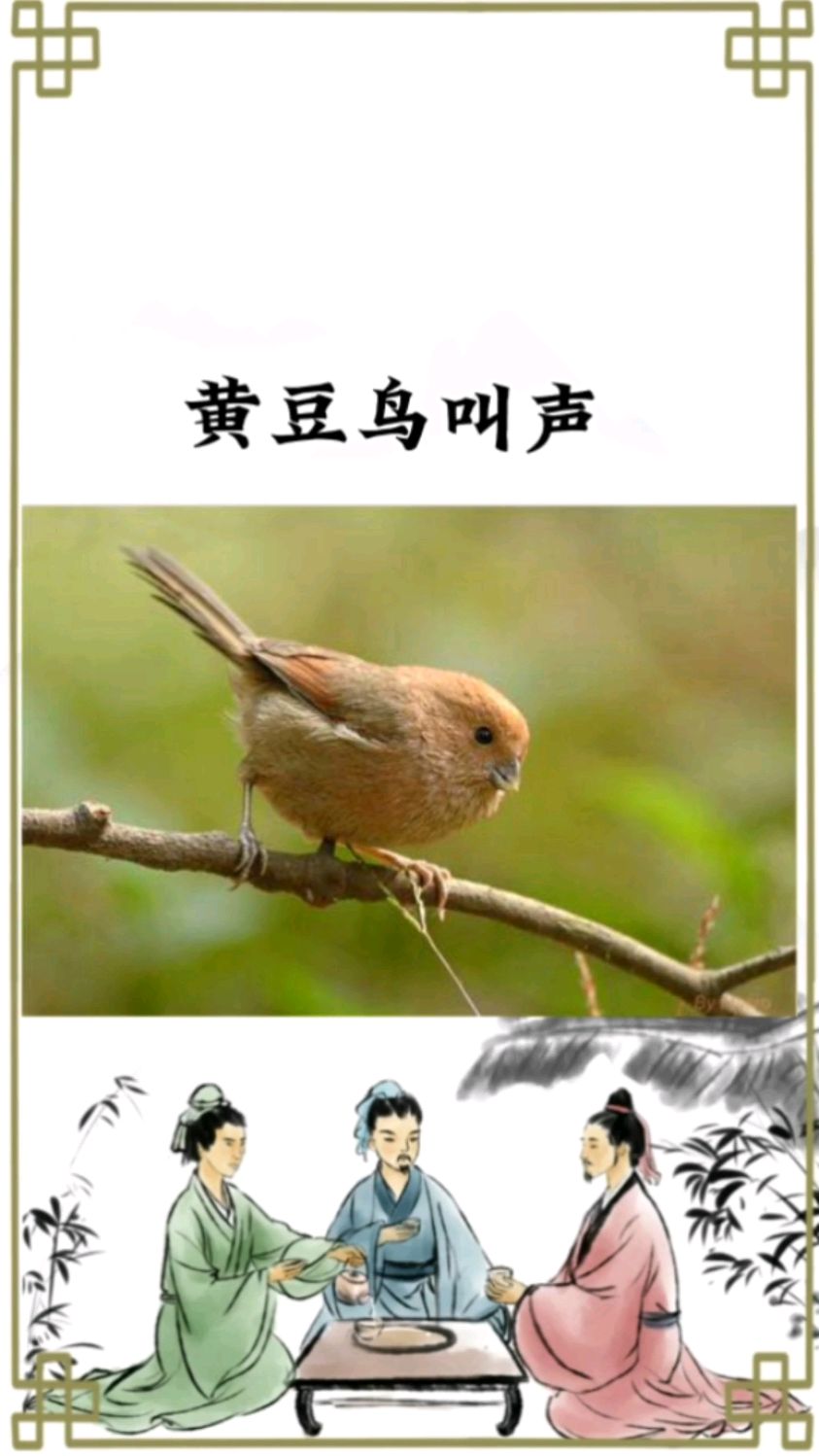 黄豆鸟的鸟叫声图片