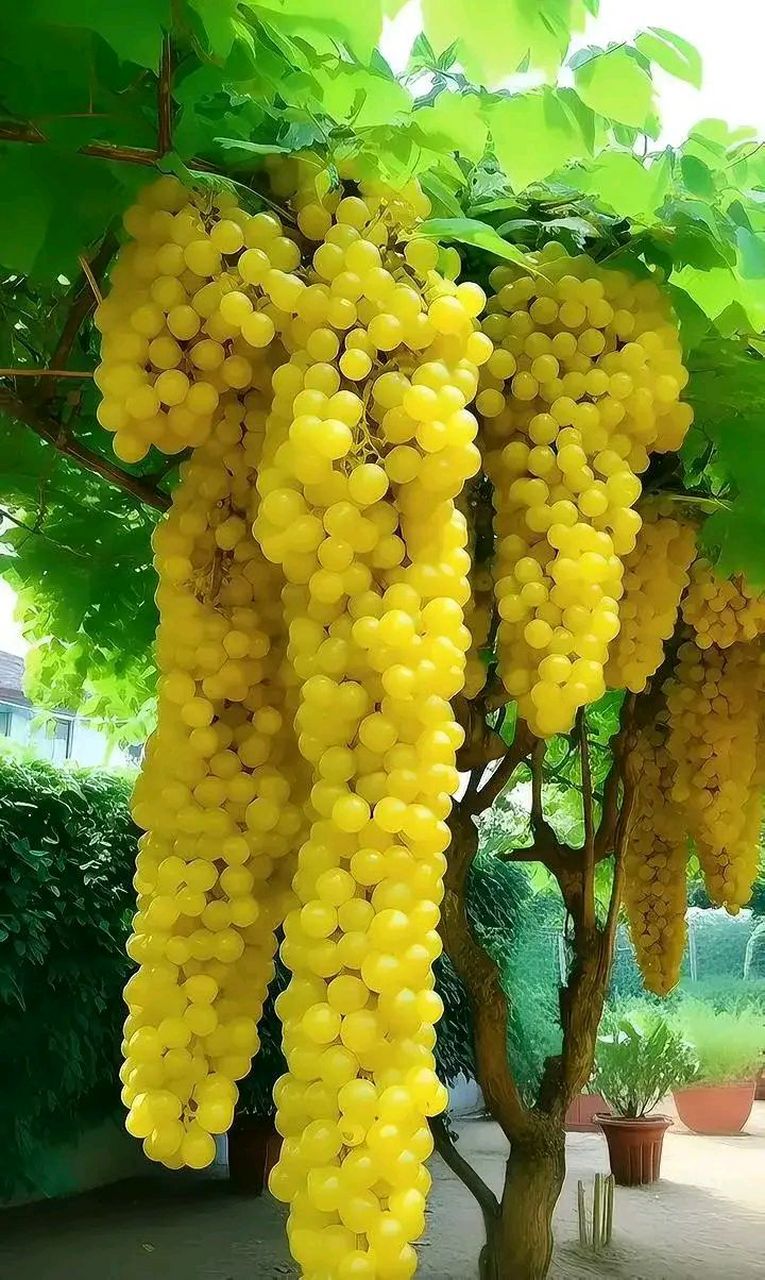 黄色的葡萄果实诱人食欲,果实饱满,葡萄的甜香气息在空气中弥漫,尝