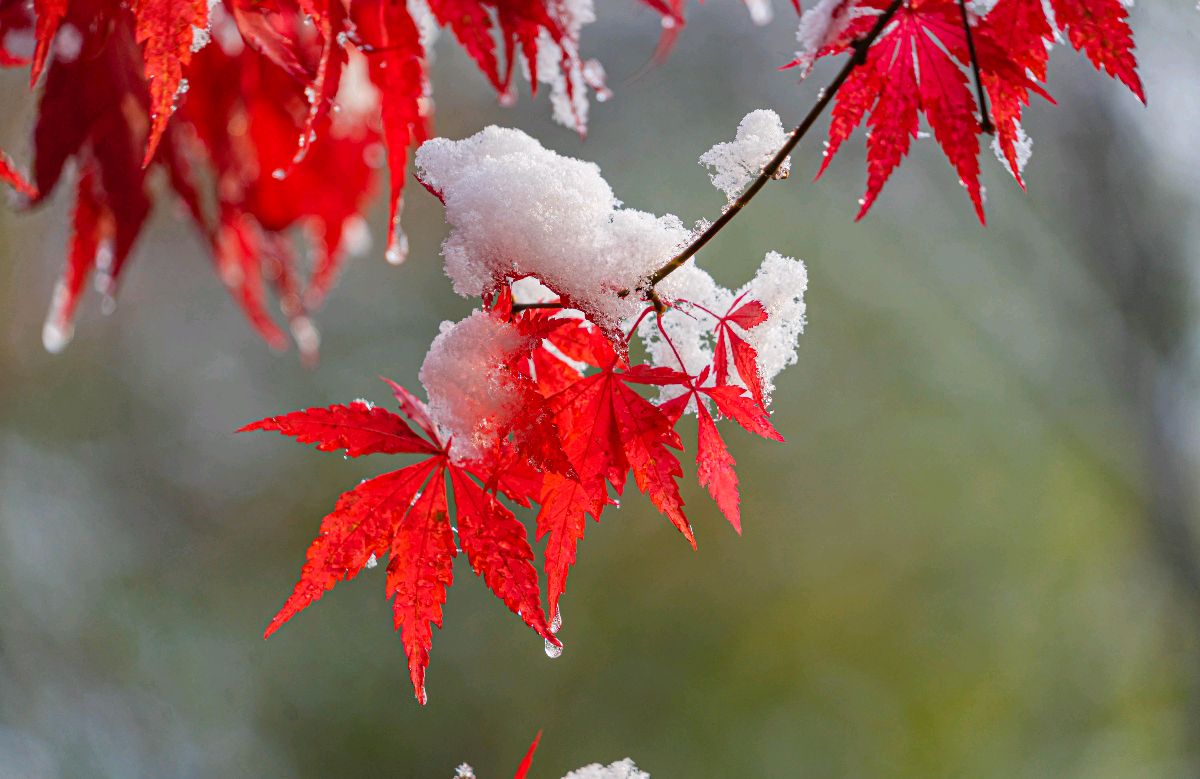 风雪中的枫叶图片图片