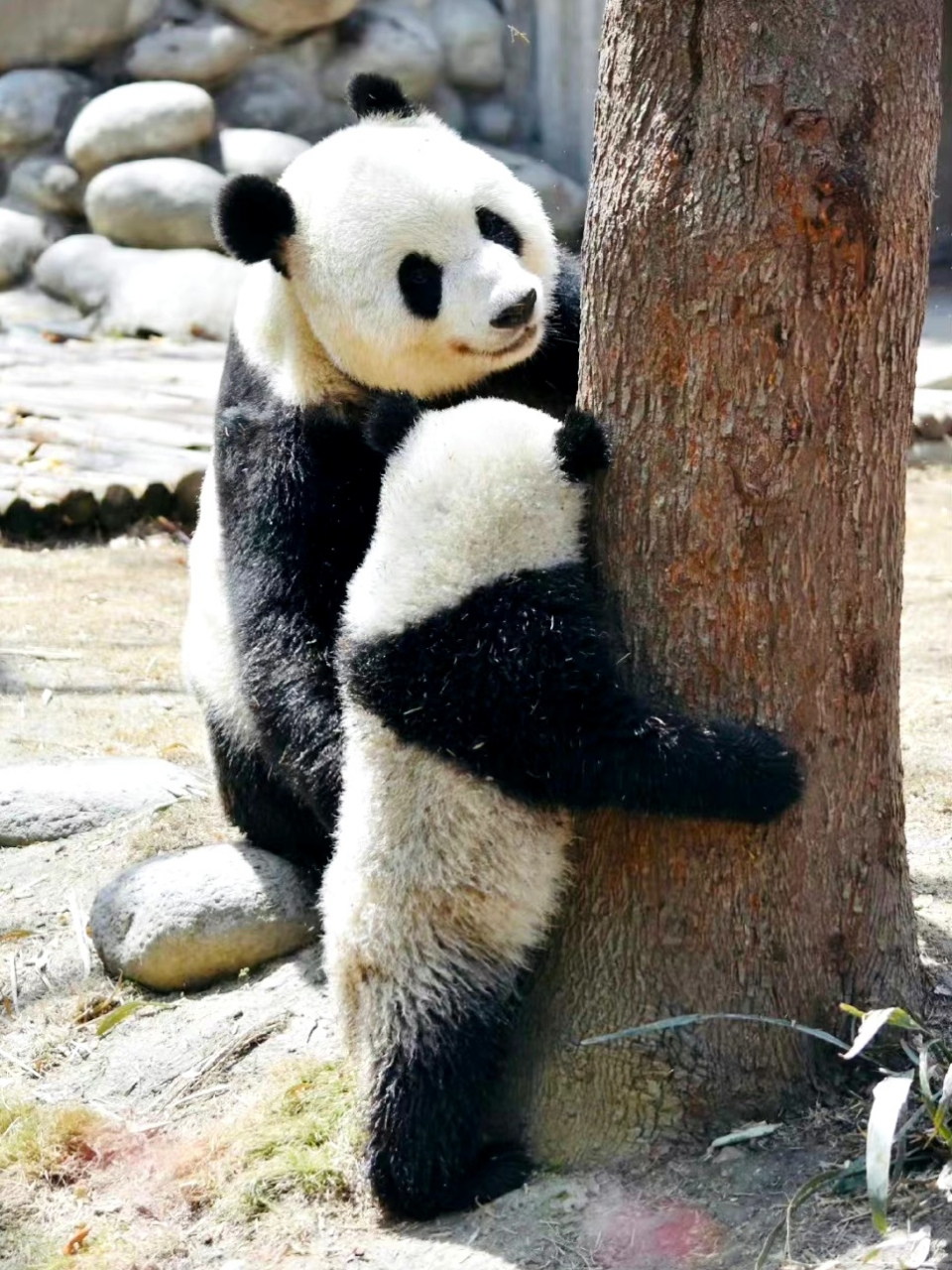 谁知道大熊猫萌萌的另一面是什么样呢?她又为什么被称为北动影后呢?