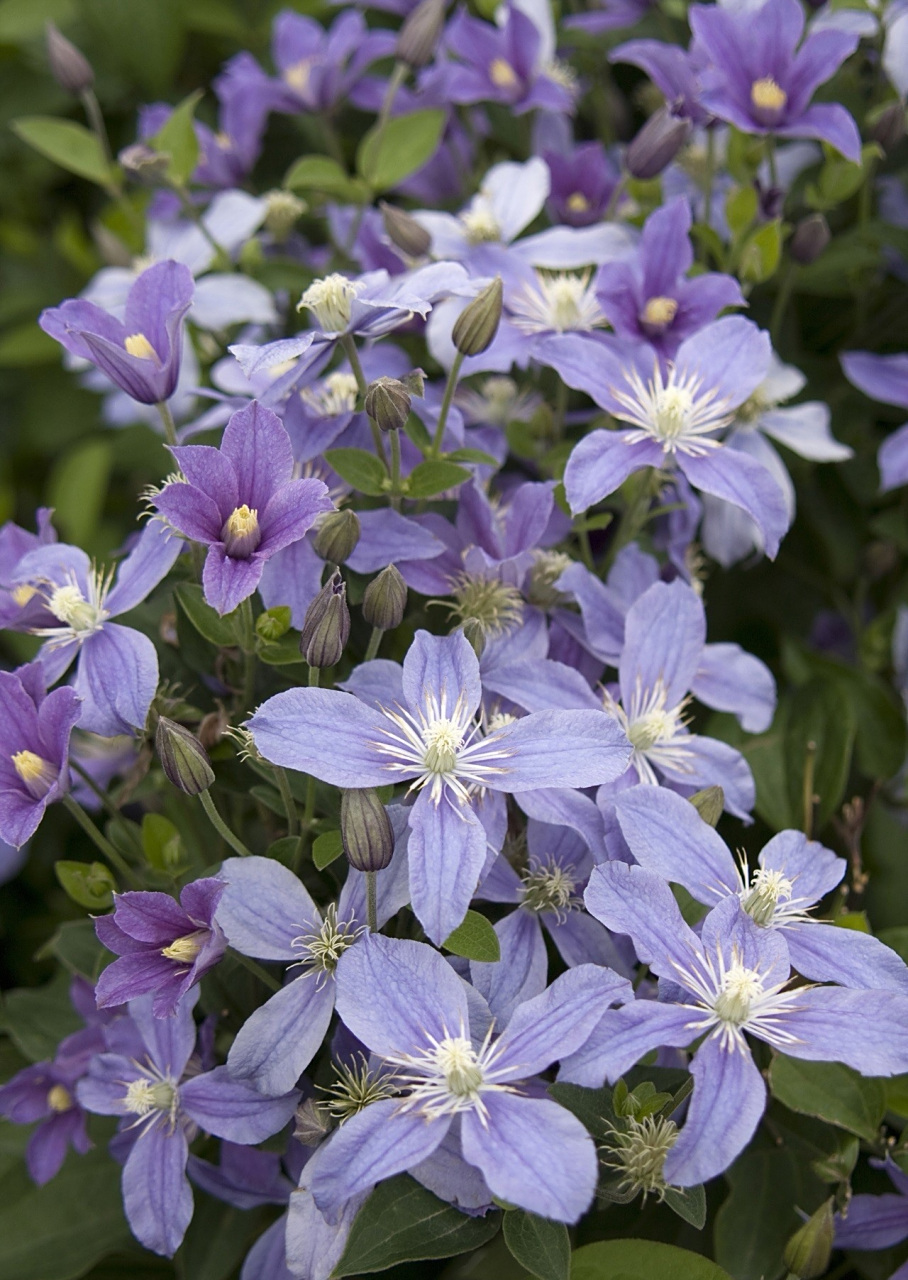 切花铁线莲—阿拉贝拉 英国品种,由b.