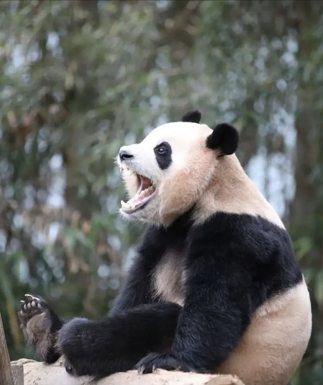 看野外生存的时候,我记得被科普的是,粗的纤维还是