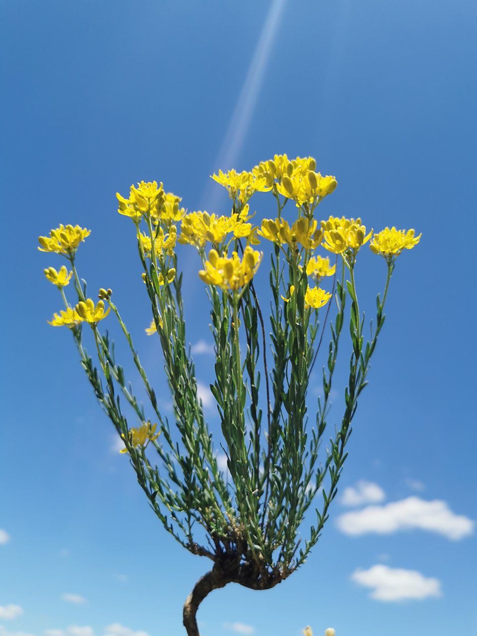 北芸香 芸香科北芸香,多年生.九连城比较多.2021.06.21-22.