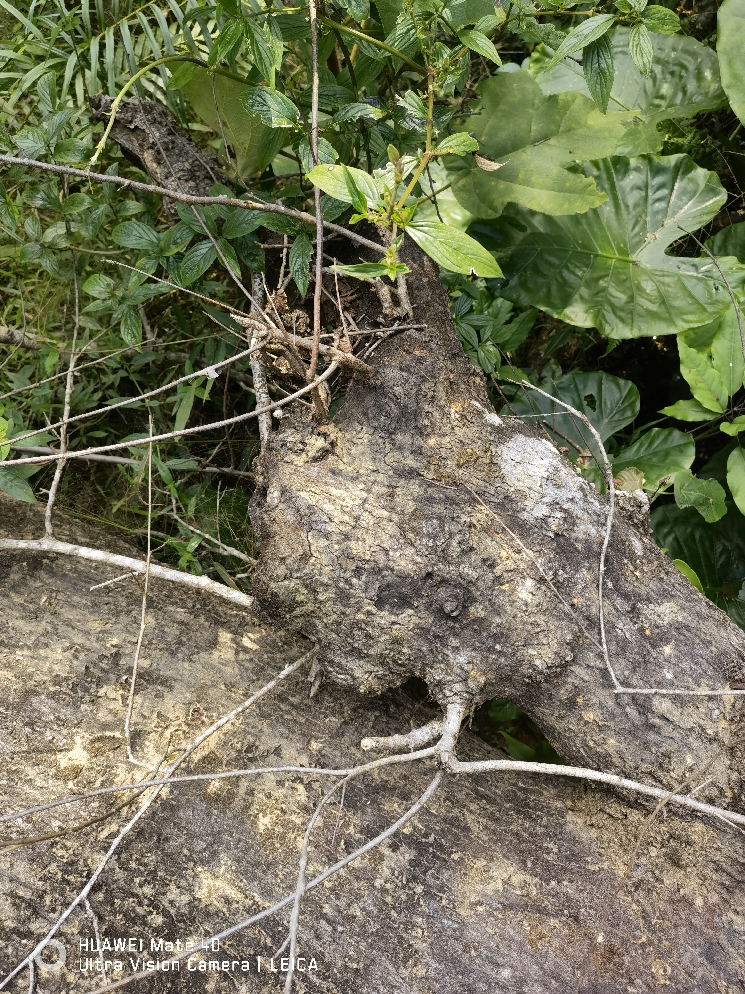 这算不算泄漏天机?