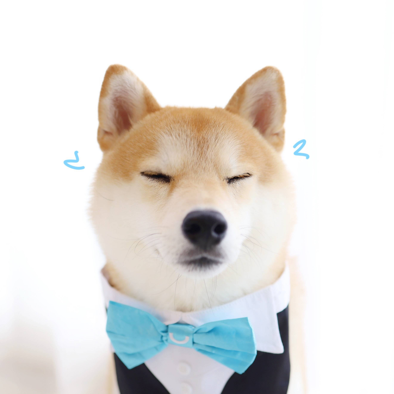 绅士小柴犬,帅气证件照登场 小春:我也帅一把,好吗?