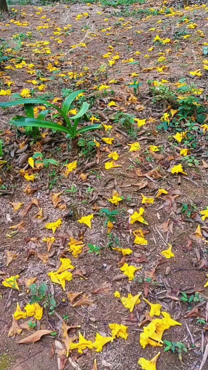 满地黄花堆积,这次地,原是春来到!-度小视