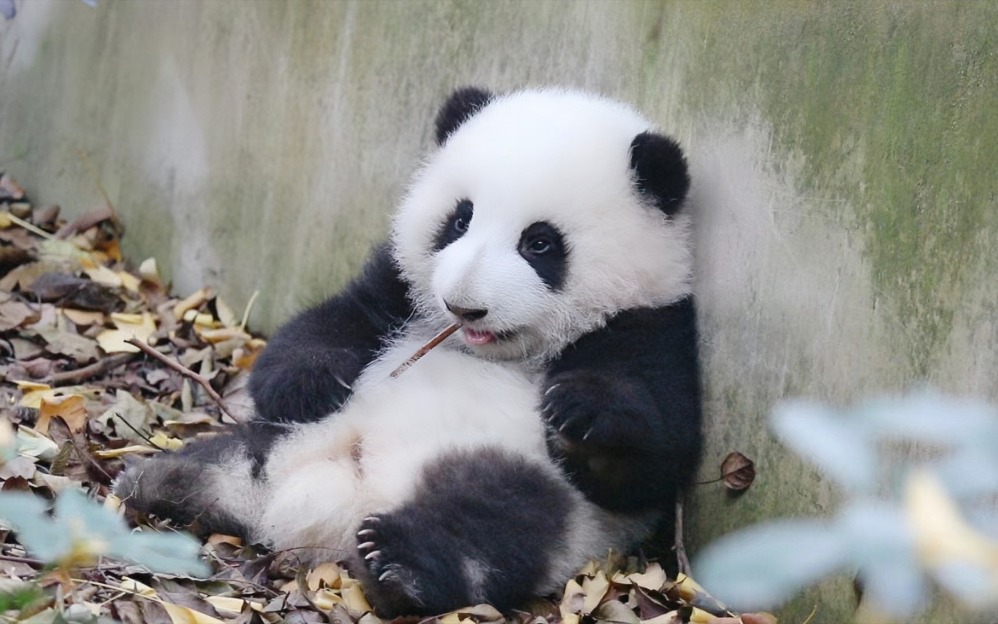 熊猫小时候图片壁纸图片