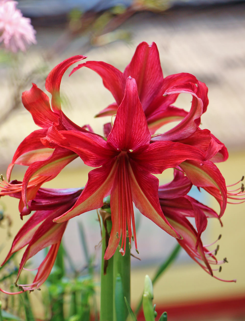 朱顶红 拉巴斯 依然是细瓣长蕊的典型代表.