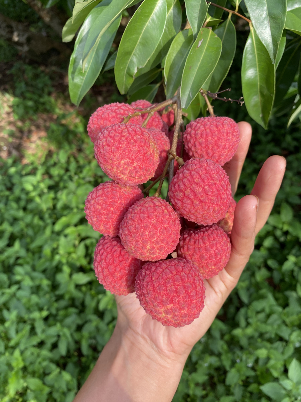 优质荔枝品种分享 情人荔品种荔枝是今年来效益非常不错的荔枝品种之